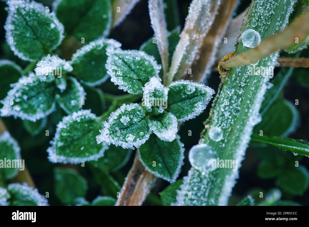 Cristalli di ghiaccio su piante ancora verdi. Primo piano dell'acqua ghiacciata. Macro shot Foto Stock