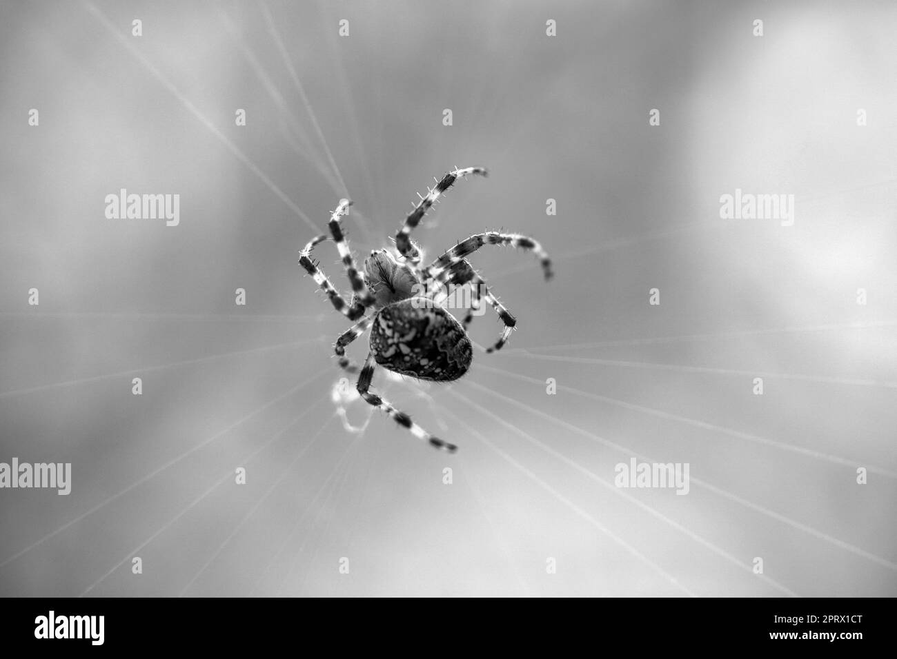 Cross Spider girato in bianco e nero, in una ragnatela, in agguato per la preda. Sfocato Foto Stock