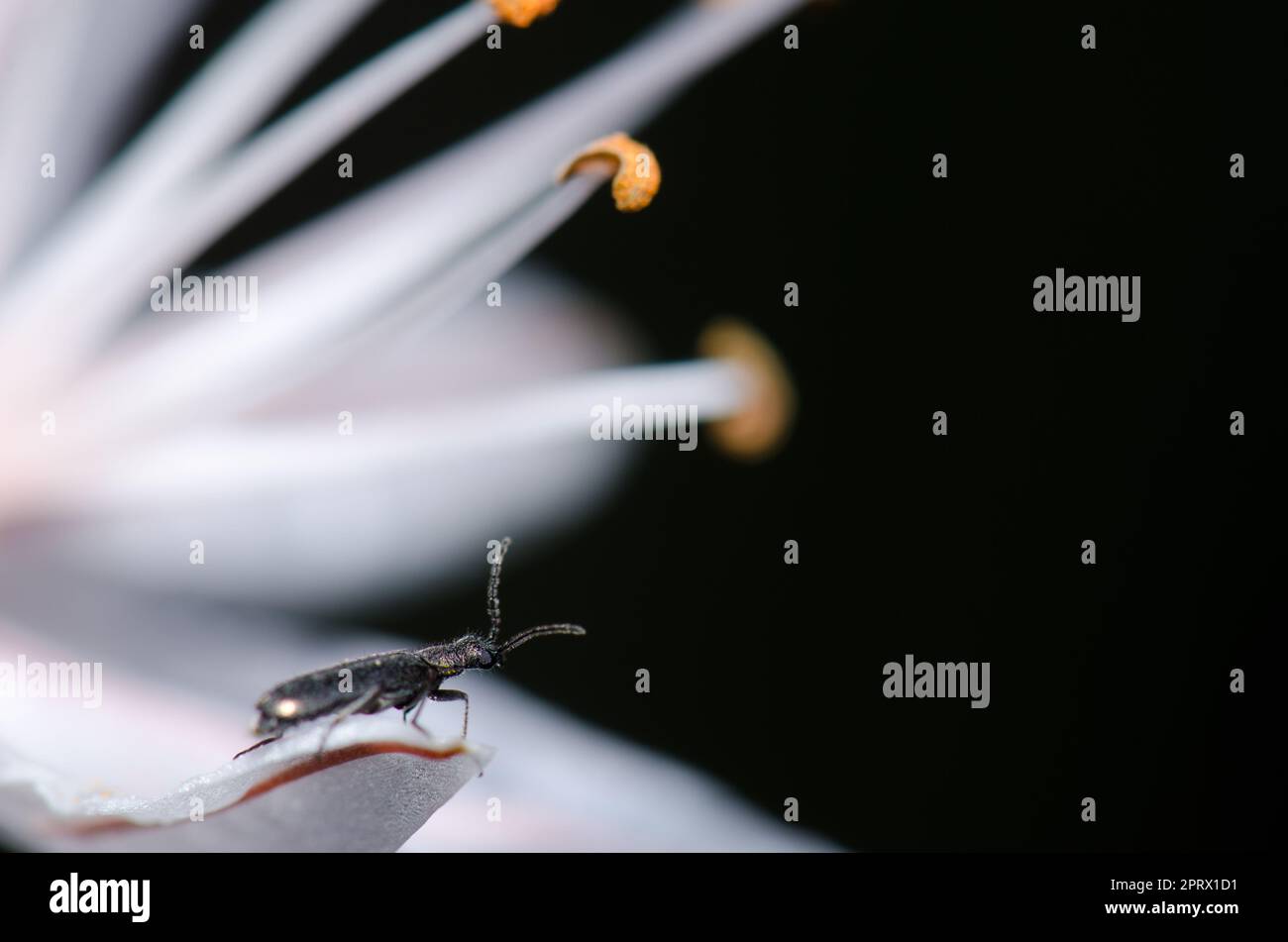 Beetle su un petalo di fiore. Foto Stock