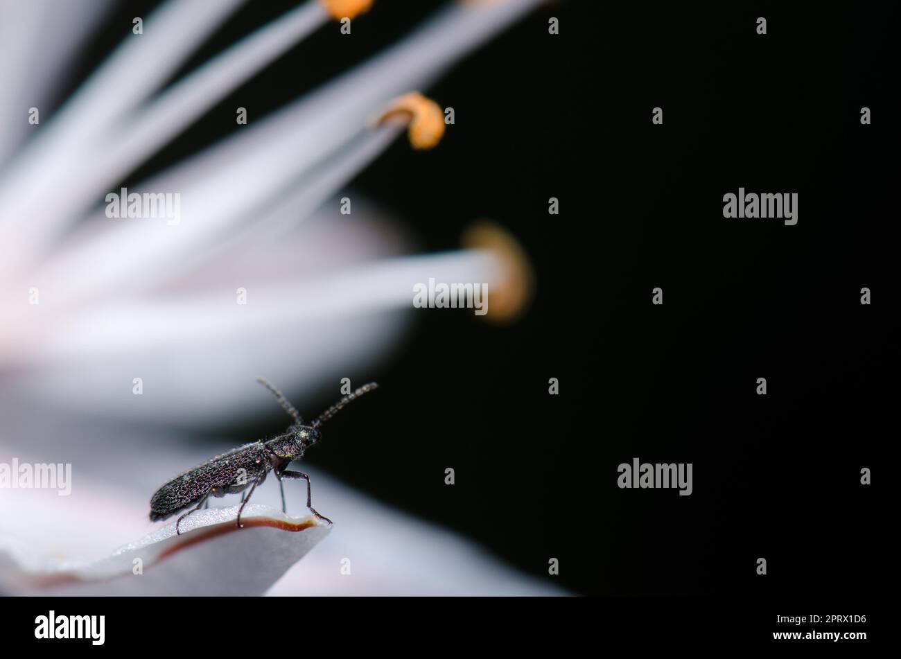 Beetle su un petalo di fiore. Foto Stock