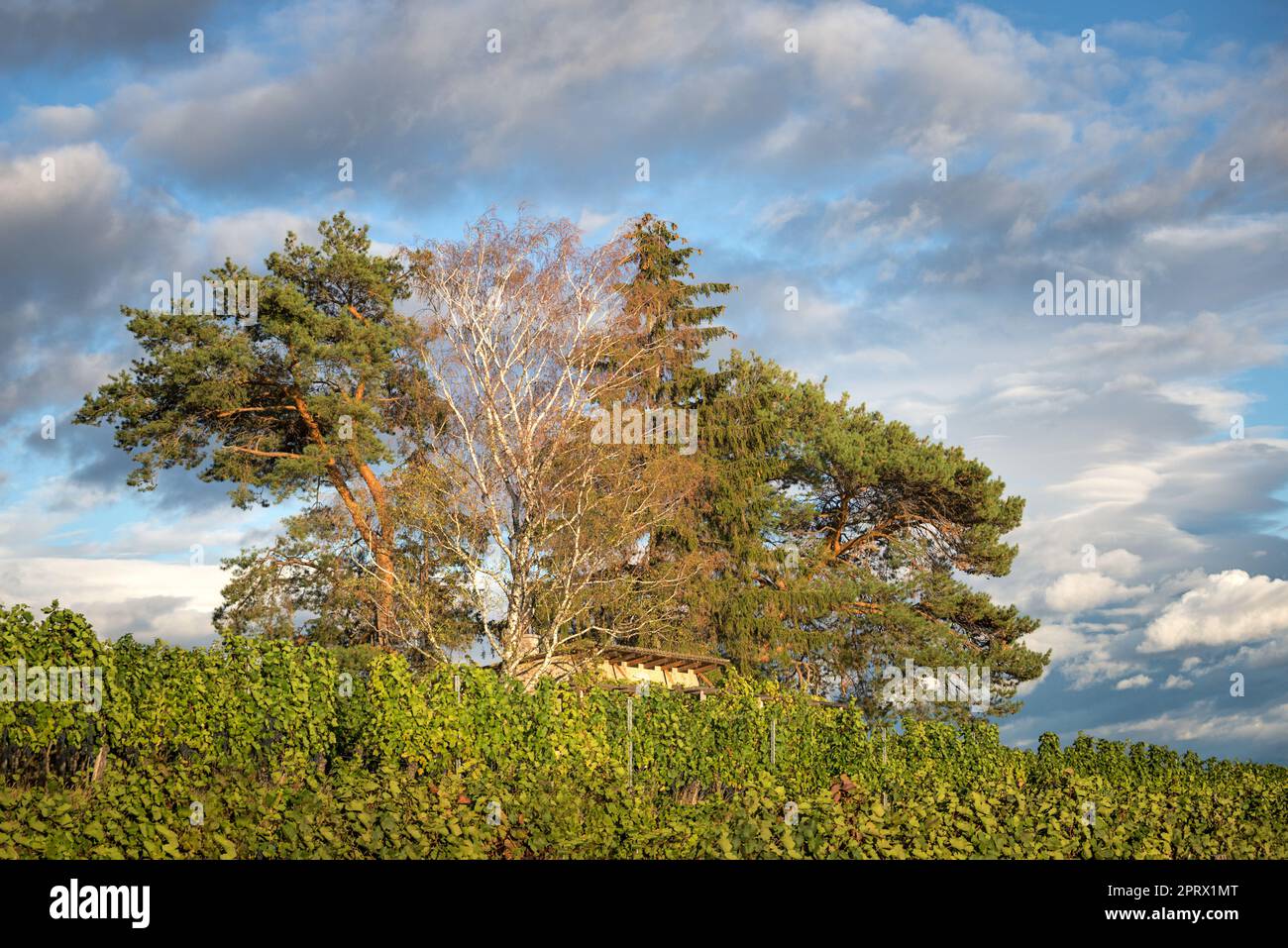 vigneto austriaco burgenland con isola di alberi e capanna Foto Stock