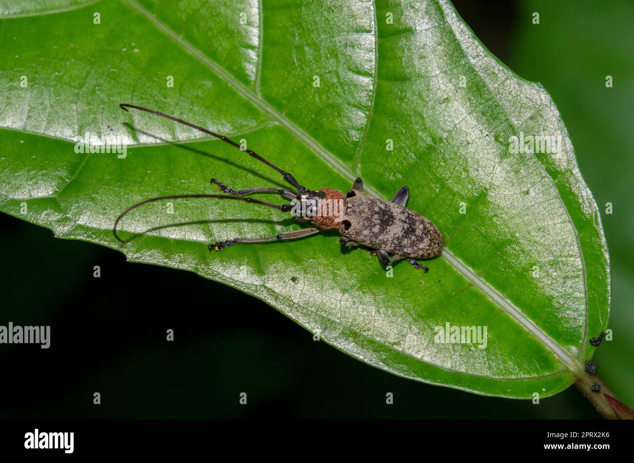 Longhorn Beetle, Coleoptera Order, on leaf, Klungkung, Bali, Indonesia Foto Stock