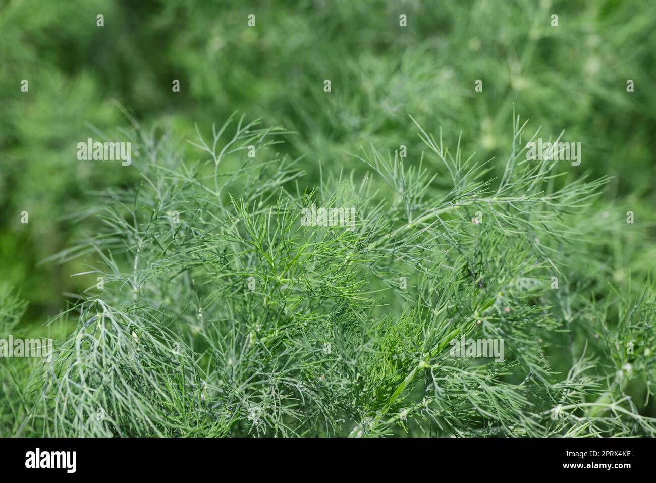 Aneto verde fresco che cresce sul letto del giardino delle erbe Foto Stock