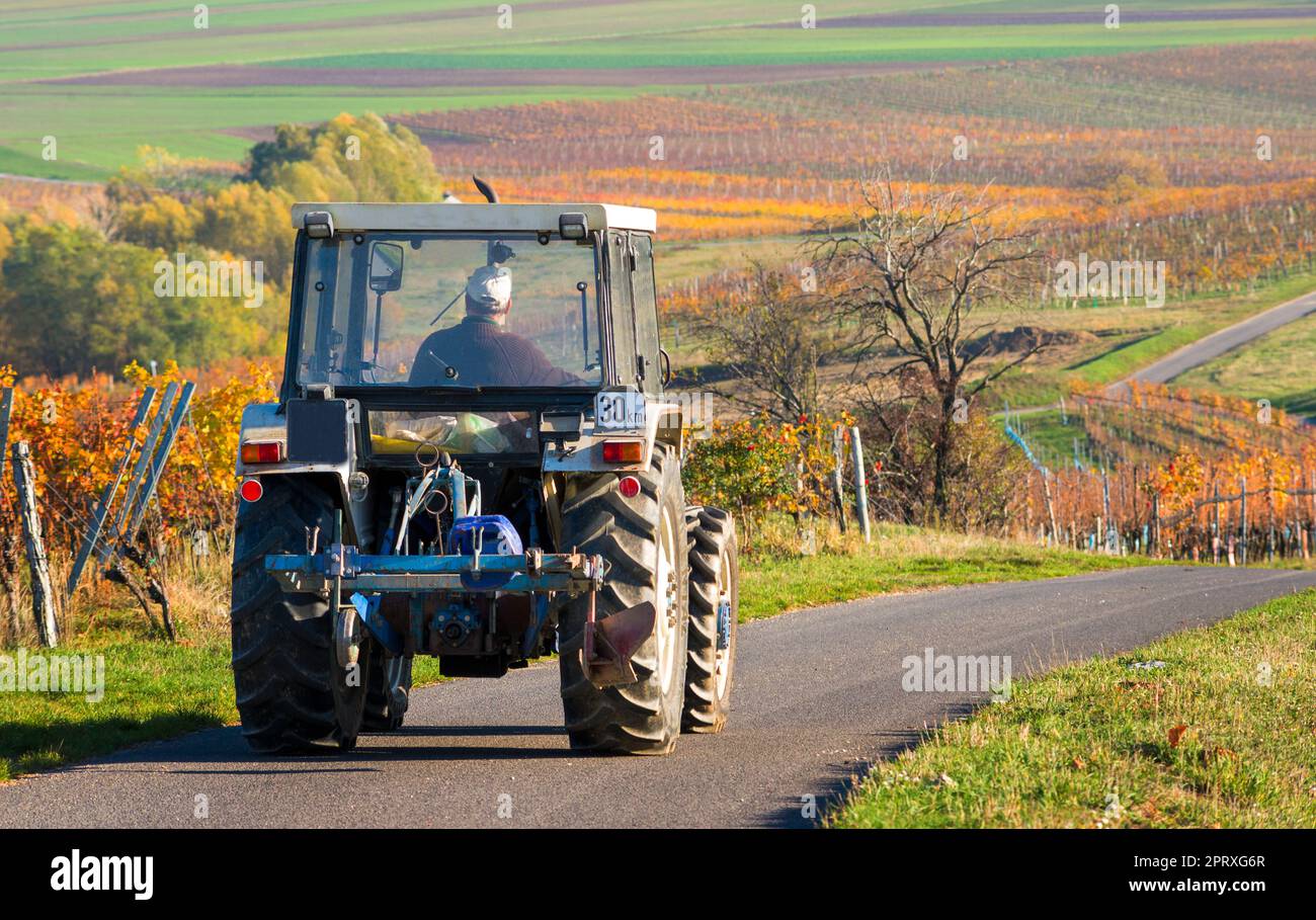 Trattore nei vigneti autunnali burgenland Foto Stock