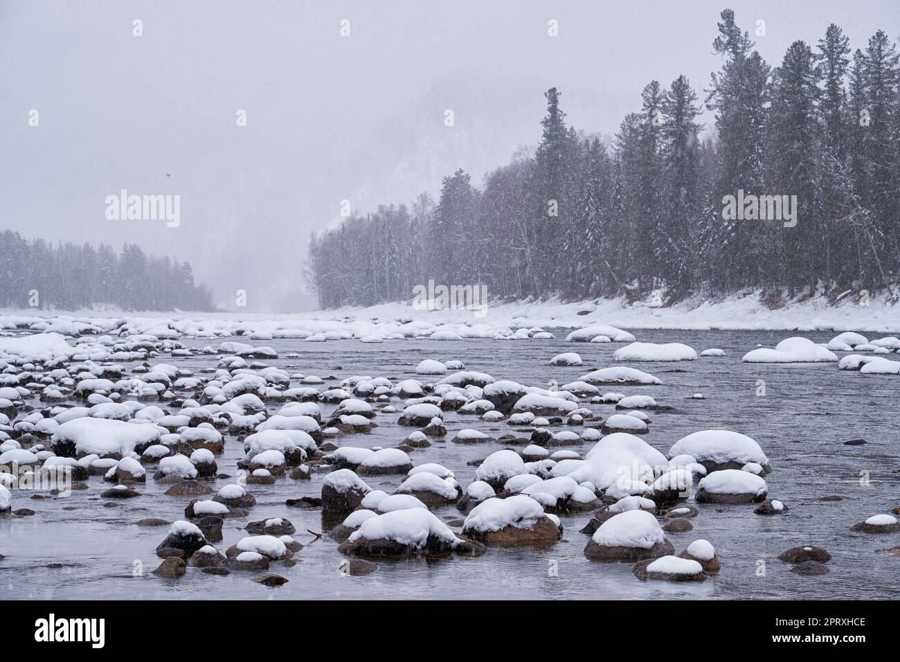 Pietre con le coperture della neve nell'acqua del fiume di Altai Biya sotto la neve pesante nella stagione di inverno con la foresta sullo sfondo. Foto Stock