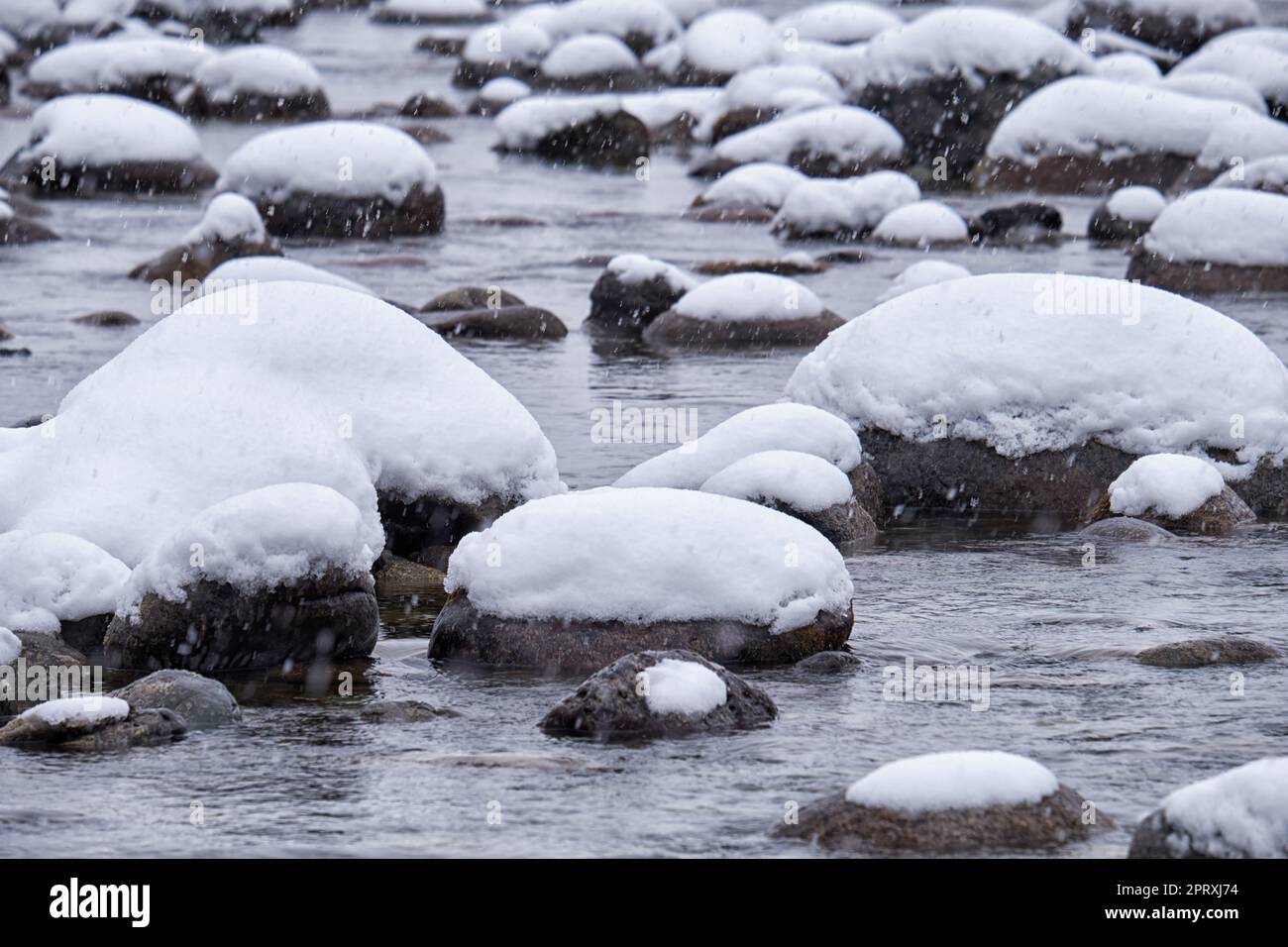 Pietre con le coperture della neve nell'acqua del fiume di Altai Biya sotto la neve pesante nella stagione di inverno. Foto Stock