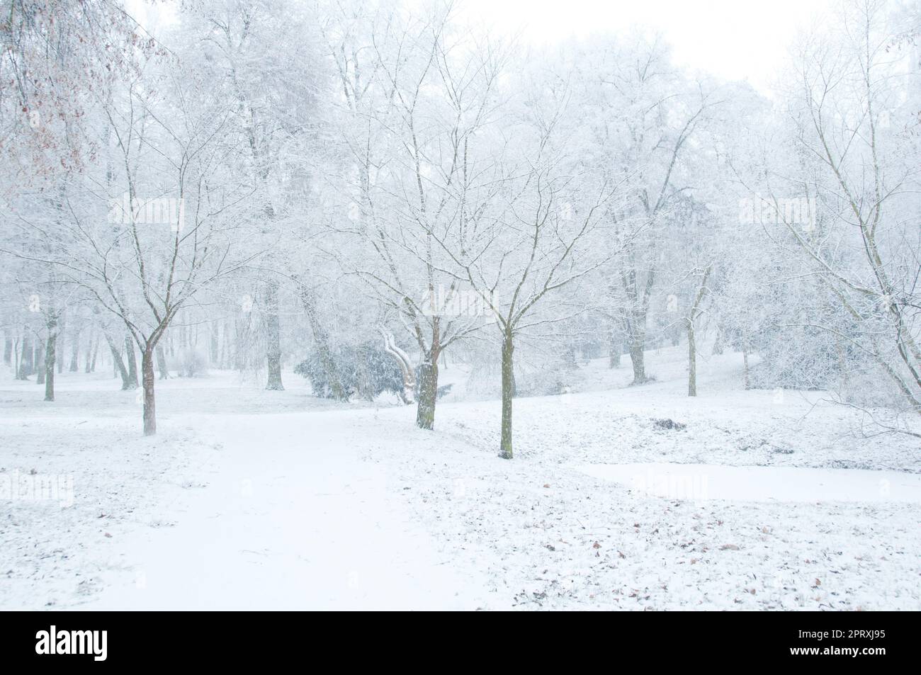 paesaggio invernale con alberi e neve Foto Stock