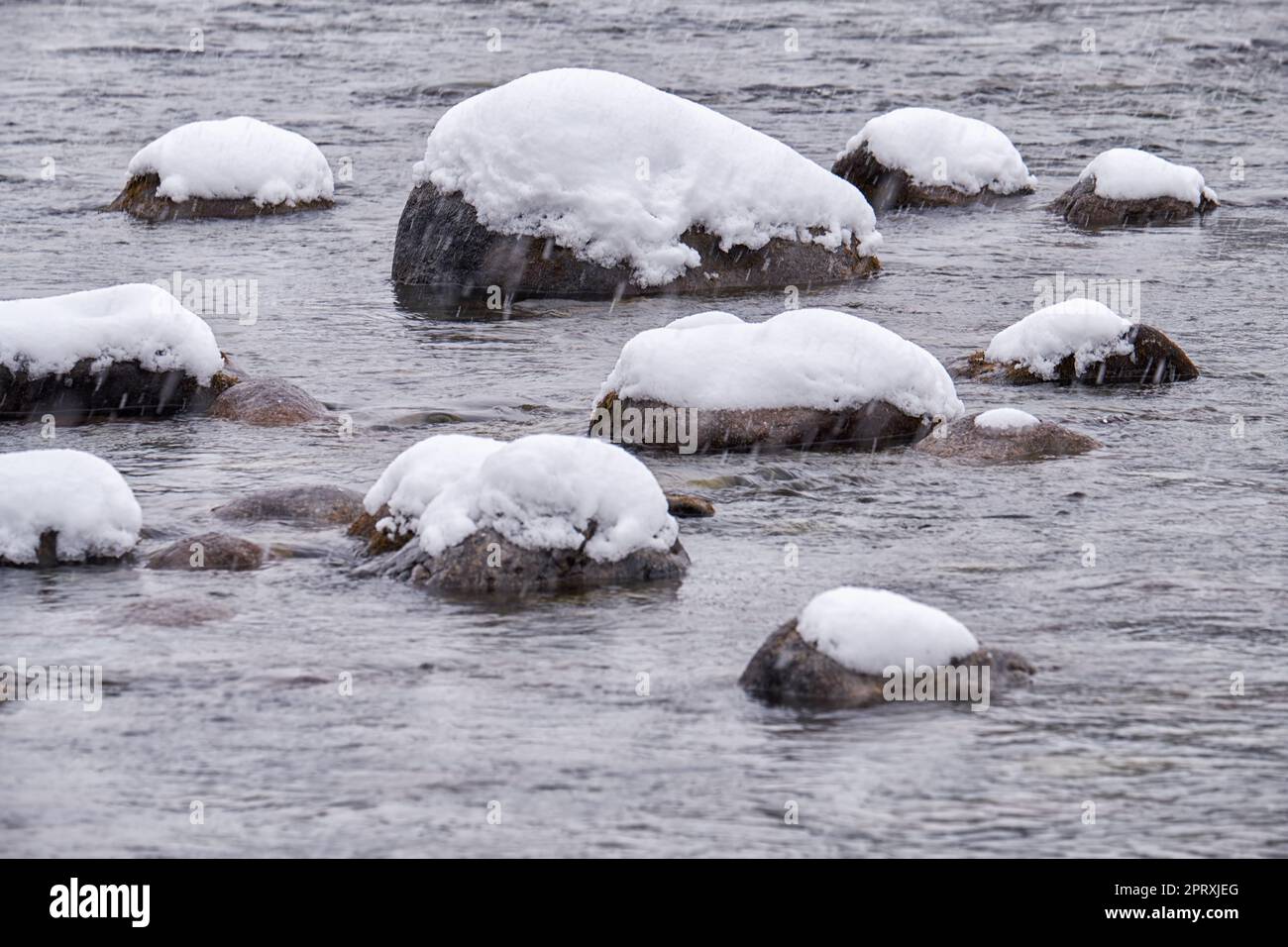 Pietre con le coperture della neve nell'acqua del fiume di Altai Biya sotto la neve pesante nella stagione di inverno. Foto Stock