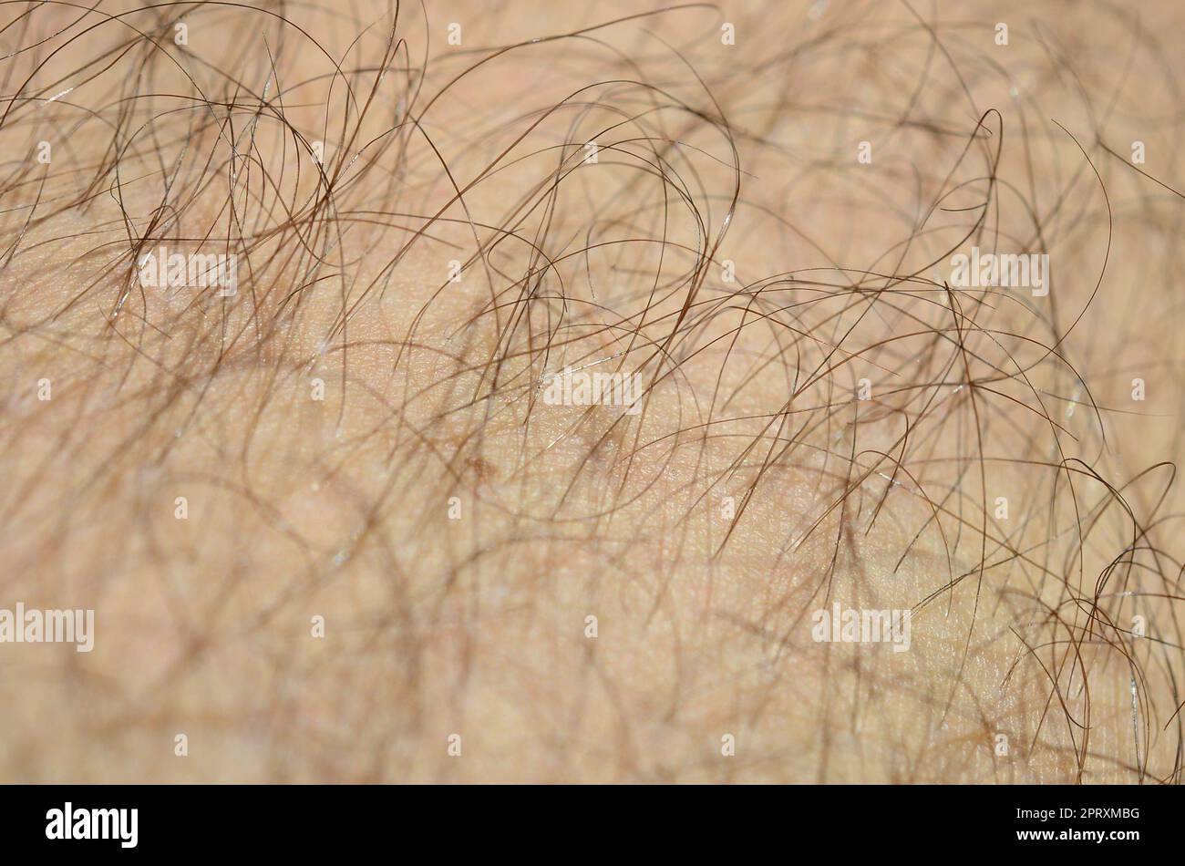 Primo piano dettaglio della pelle umana con i capelli. Mans gamba pelosa Foto Stock