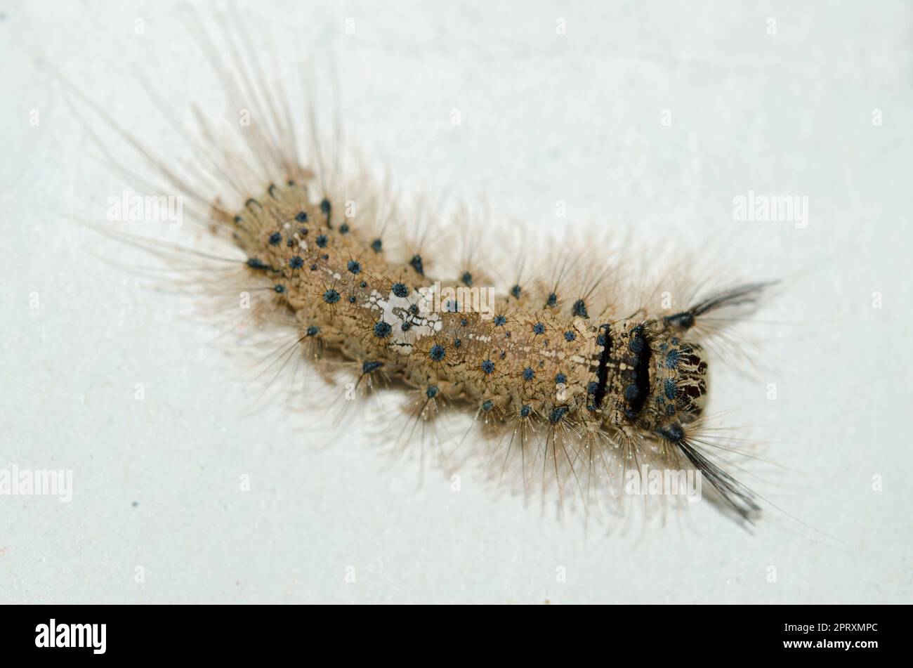 Caterpillar, Lepidoptera Order, Klungkung, Bali, Indonesia Foto Stock