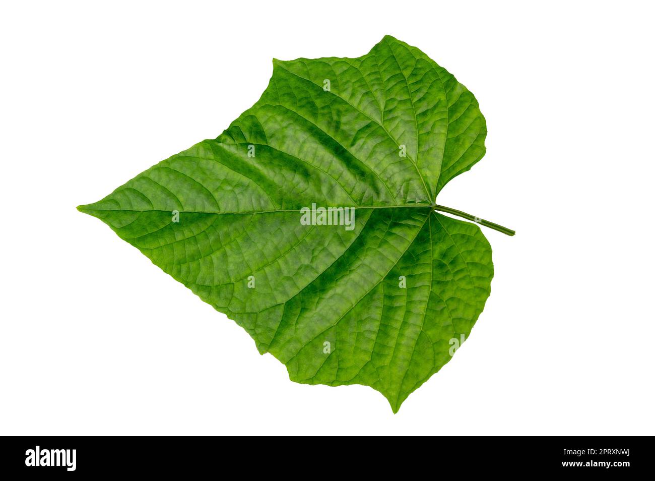 foglie su uno sfondo bianco isolare Foto Stock