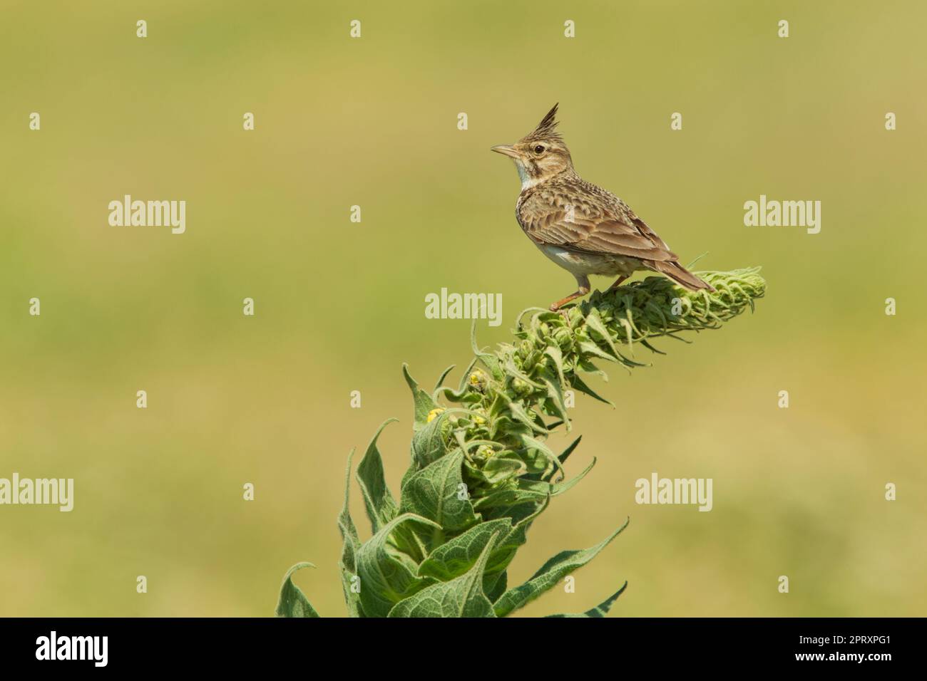 Larice crestato dell'Europa centrale (Galerida c. cristata) arroccato su uno sfondo verde con cresta sollevata Foto Stock