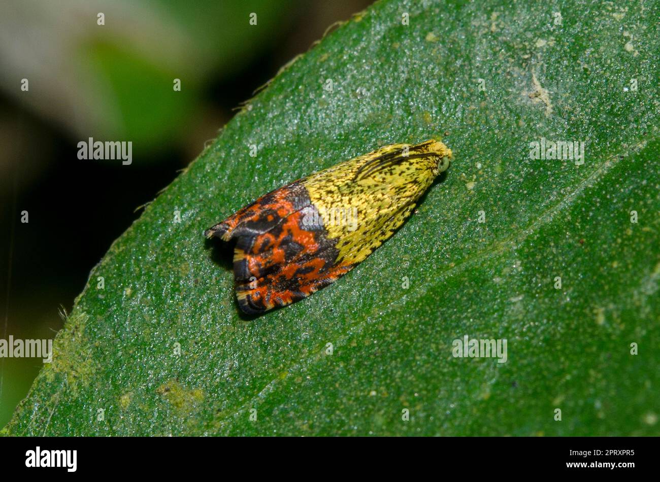 Totrix Moth, Anthozela sp, on leaf, Klungkung, Bali, Indonesia Foto Stock