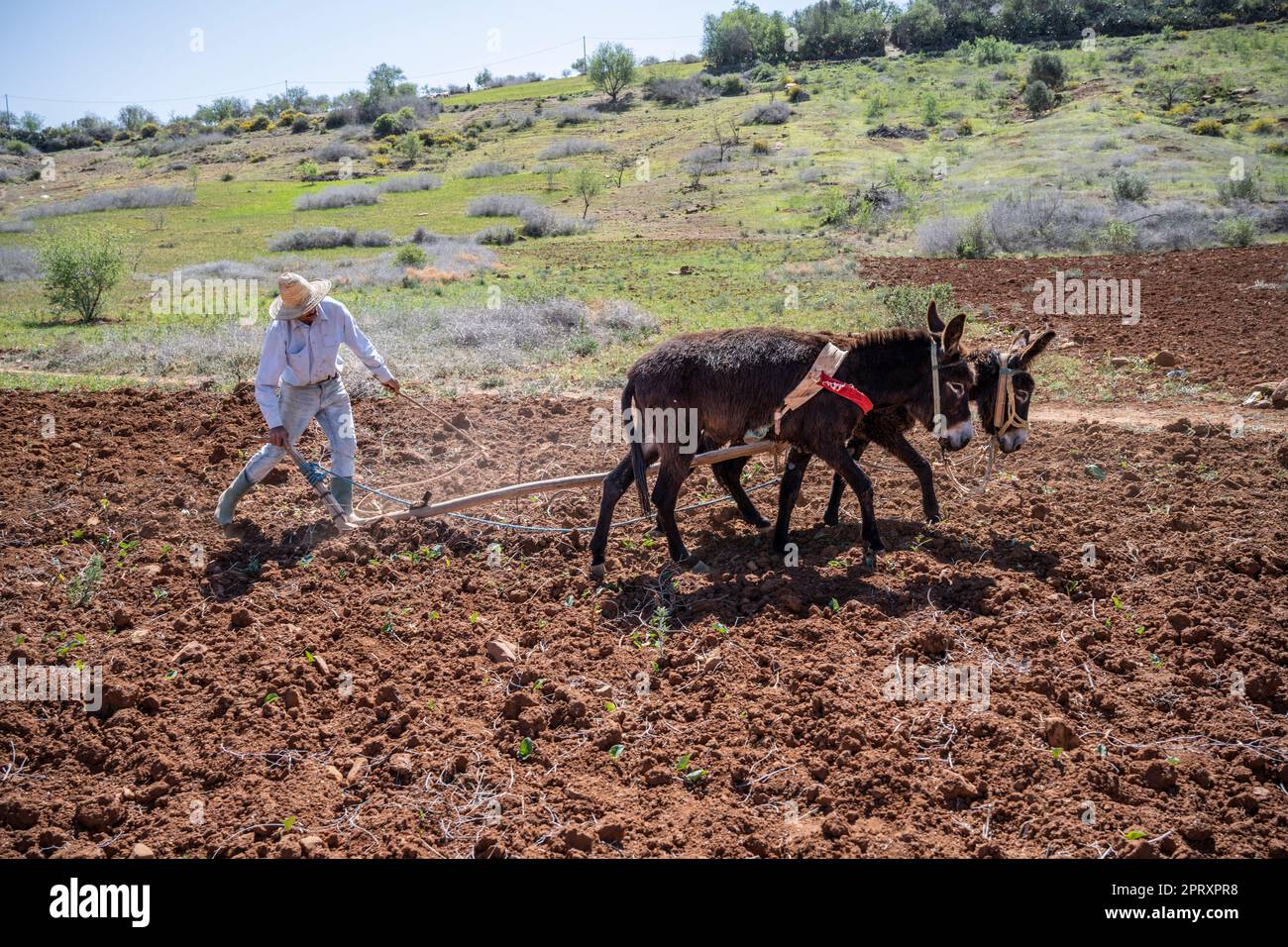 Coltivatore in un cappello di paglia che tilla il campo con un aratro manuale tirato da un paio di asini. Foto Stock