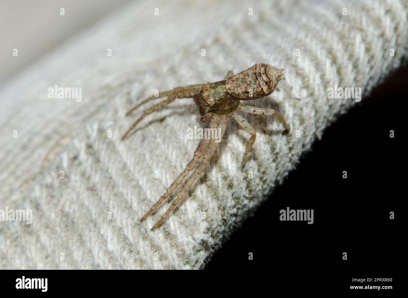Crab Spider, Tmarus sp, su panno, Klungkung, Bali, Indonesia Foto Stock