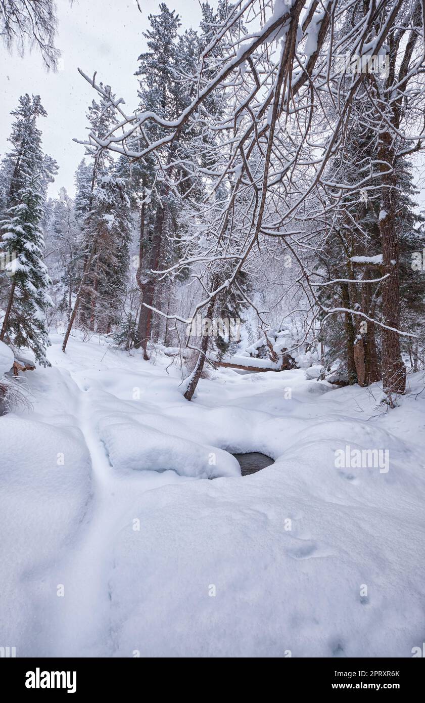 Sentiero nella foresta di taiga in inverno sotto la neve pesante lungo il fiume Tevenek (terzo fiume) sulla riva del lago Teletskoe. Artybash, Altai, Siberia, Russia Foto Stock