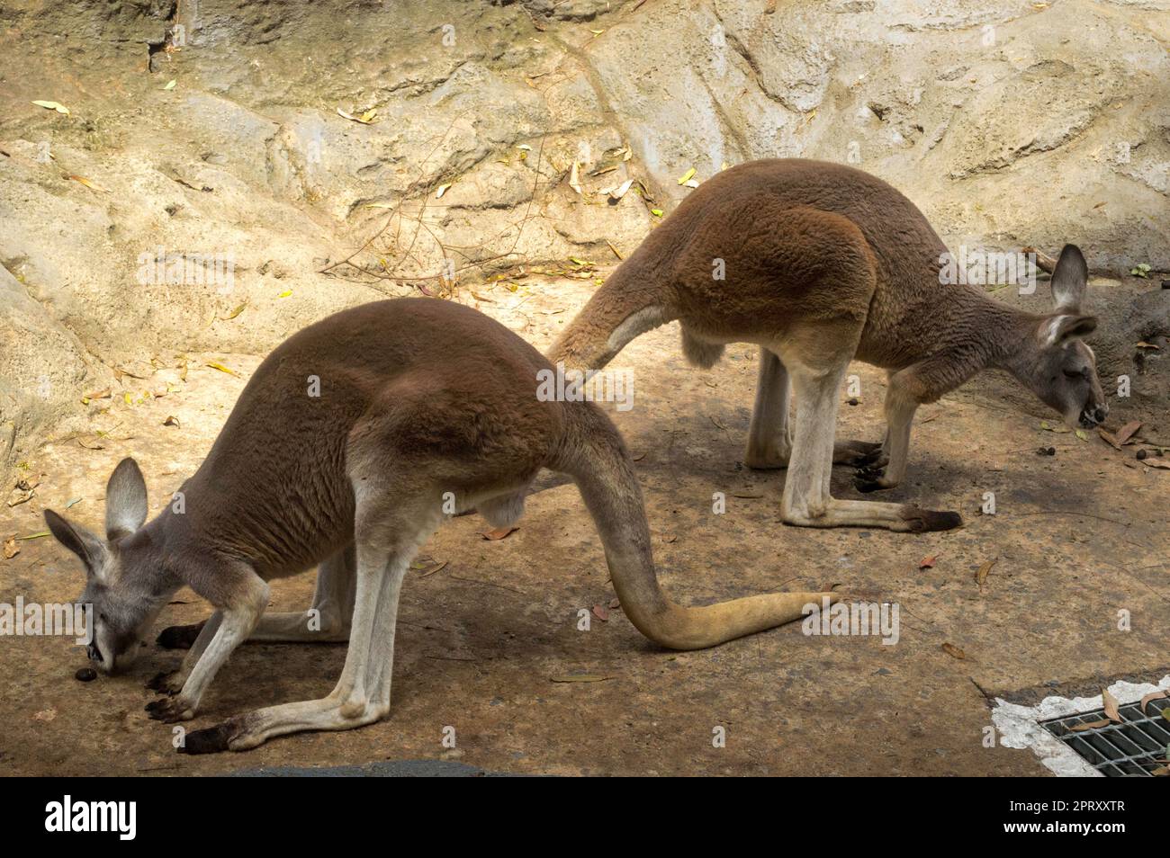 Lo Zoo di Sydney Foto Stock