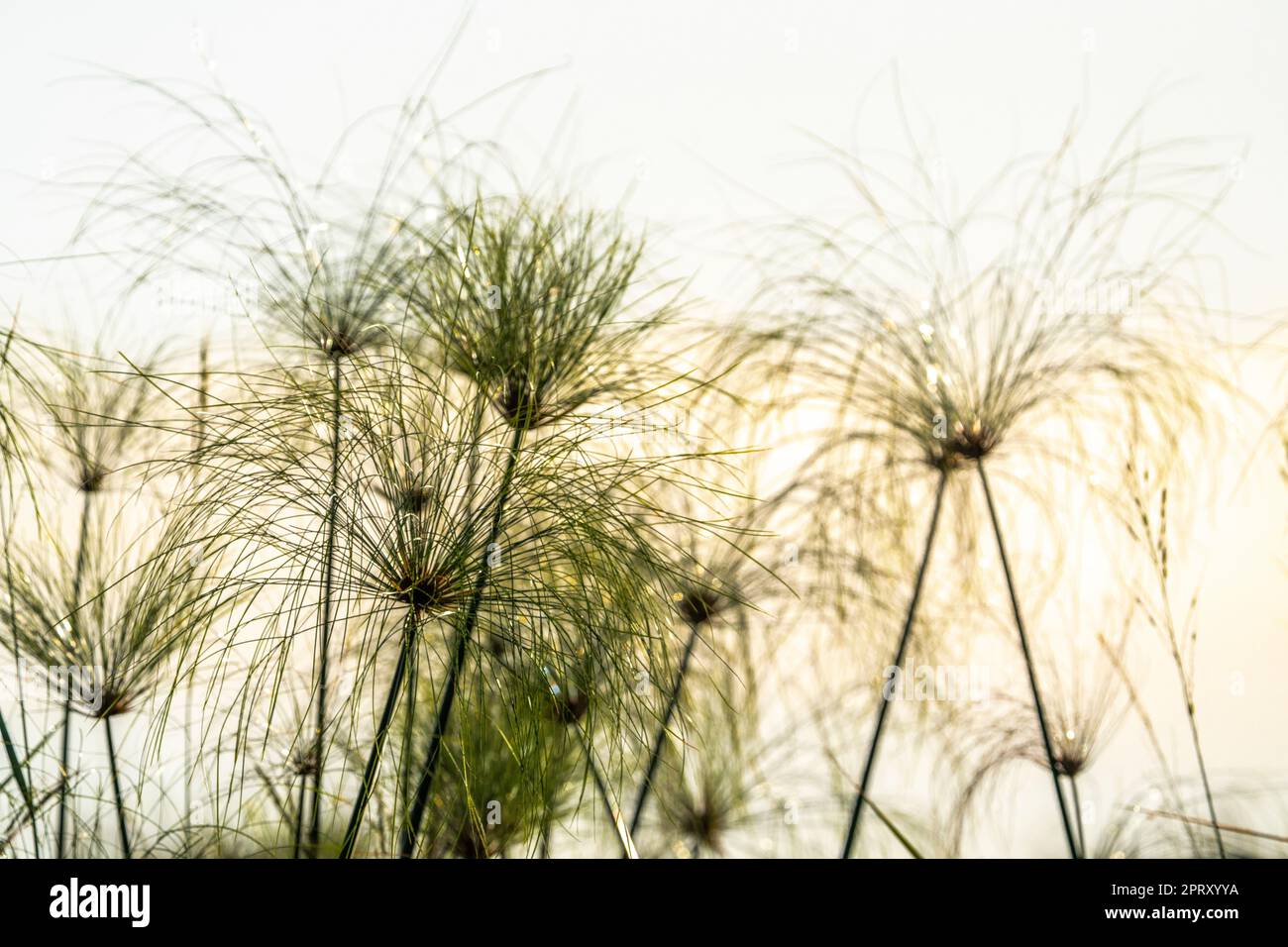 Teste di semi di papiro (Cyperus papyrus) contro il cielo blu. Striscia di Caprivi, fiume Kwando, Parco Nazionale di Bwabwata, Namibia, Africa Foto Stock
