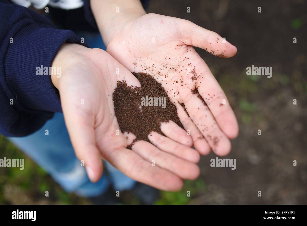 Mani che tengono i semi di papavero all'assegnazione Foto Stock