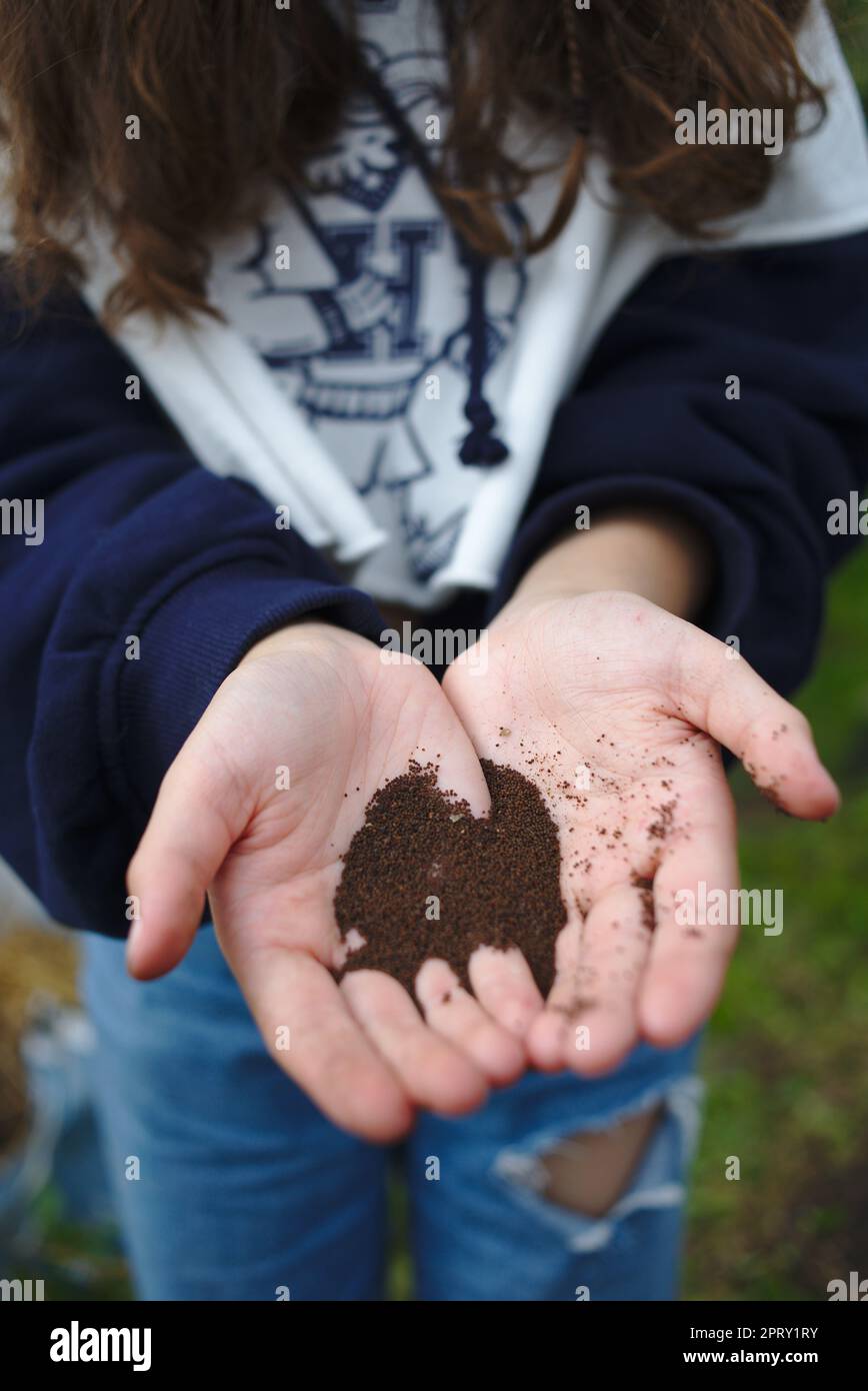 Mani che tengono i semi di papavero all'assegnazione Foto Stock