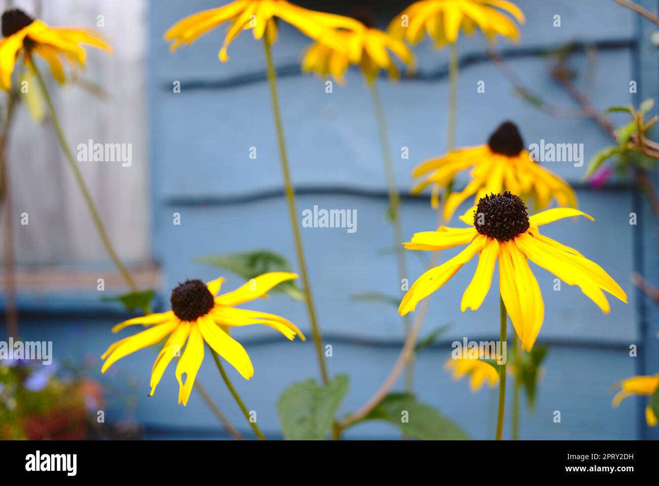 Rudbeckia coneflower che cresce intorno ad un capannone di assegnazione Foto Stock