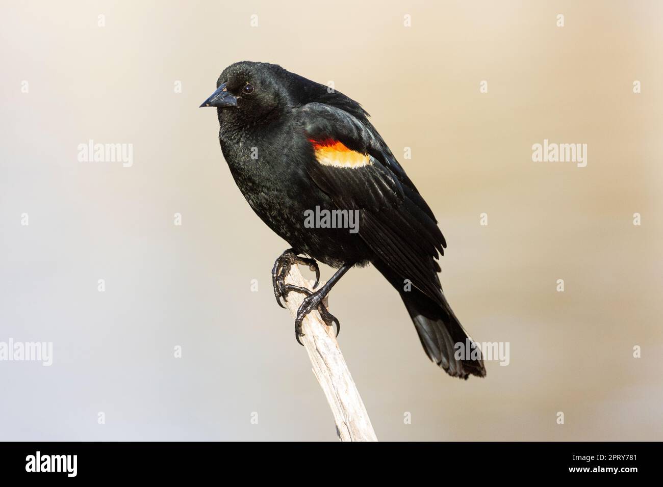 Red Wing Blackbird (Agelaius phoeniceus) arroccato con sfondo sfocato. Lago Baum - Contea di Shasta, California, Stati Uniti. Foto Stock