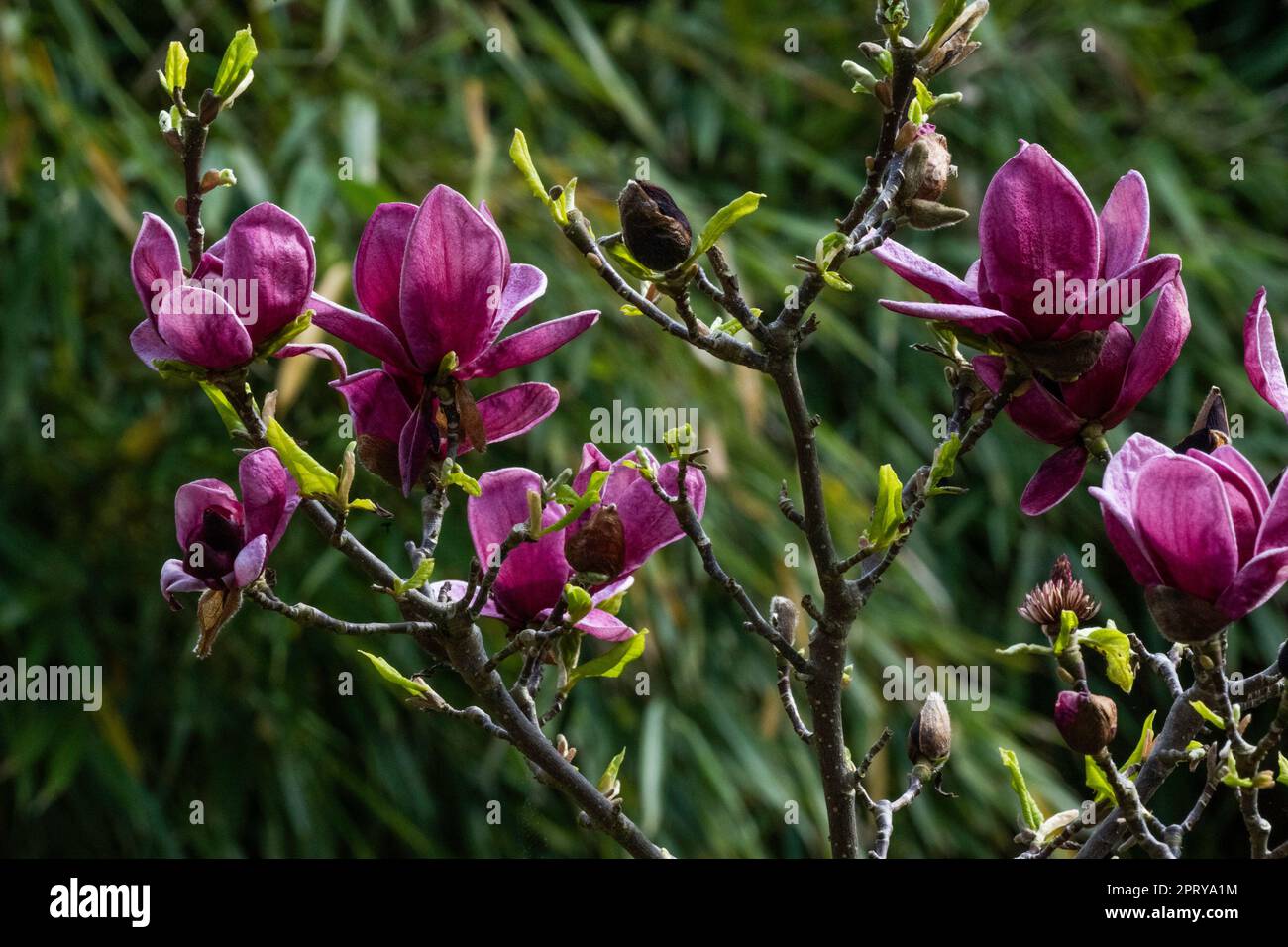magnolia in giardino, Amburgo, Germania Foto Stock