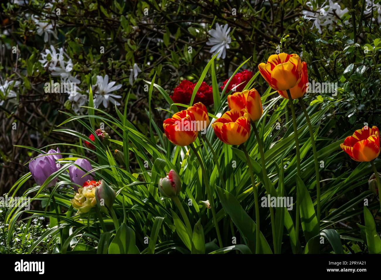 tulipani nel giardino, Amburgo, Germania Foto Stock
