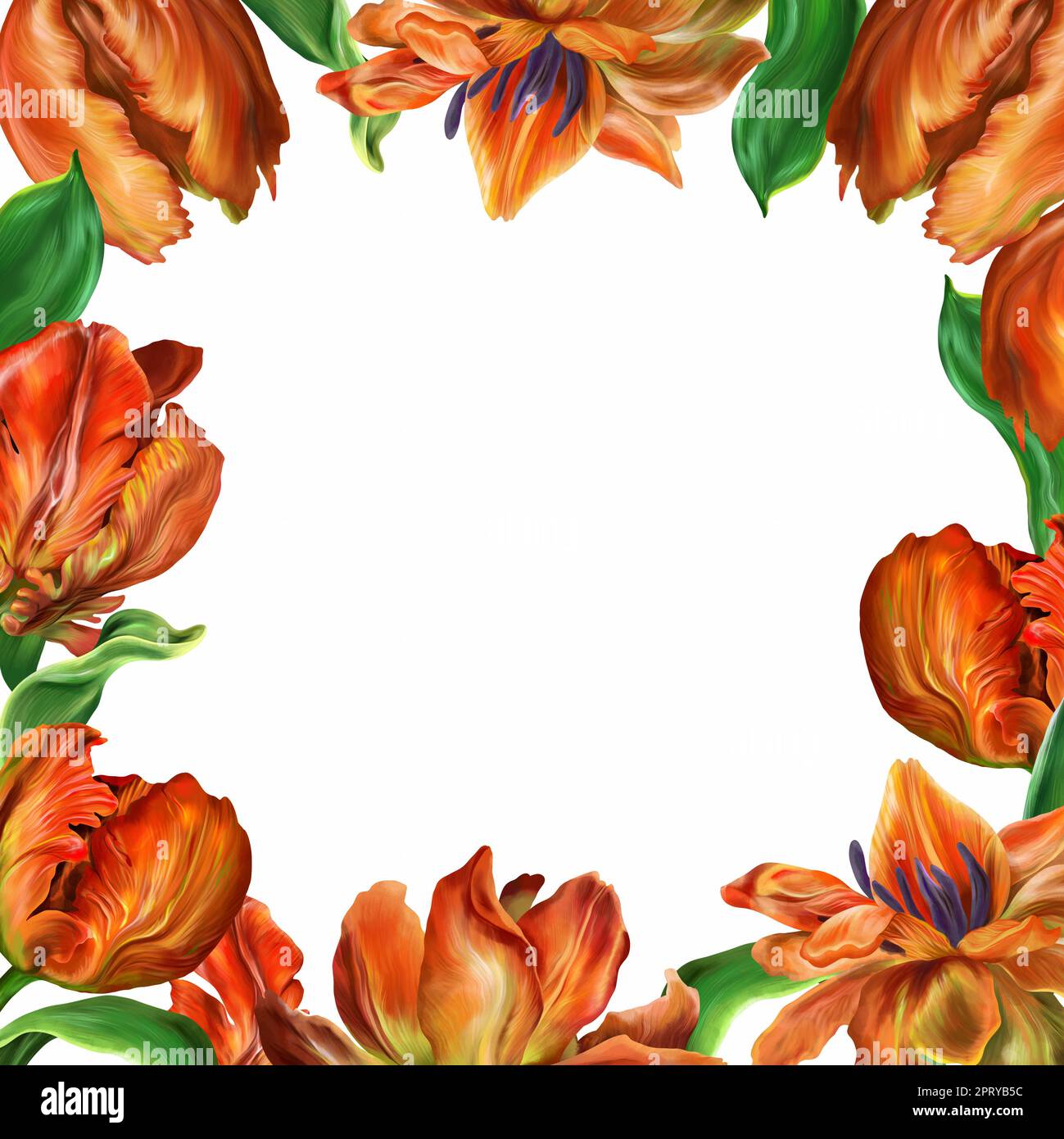 Cornice acquerello di tulipani rossi su sfondo bianco isolato. Banner quadrato. Illustrazione botanica per sfondo, biglietto d'auguri, matrimonio. Foto Stock