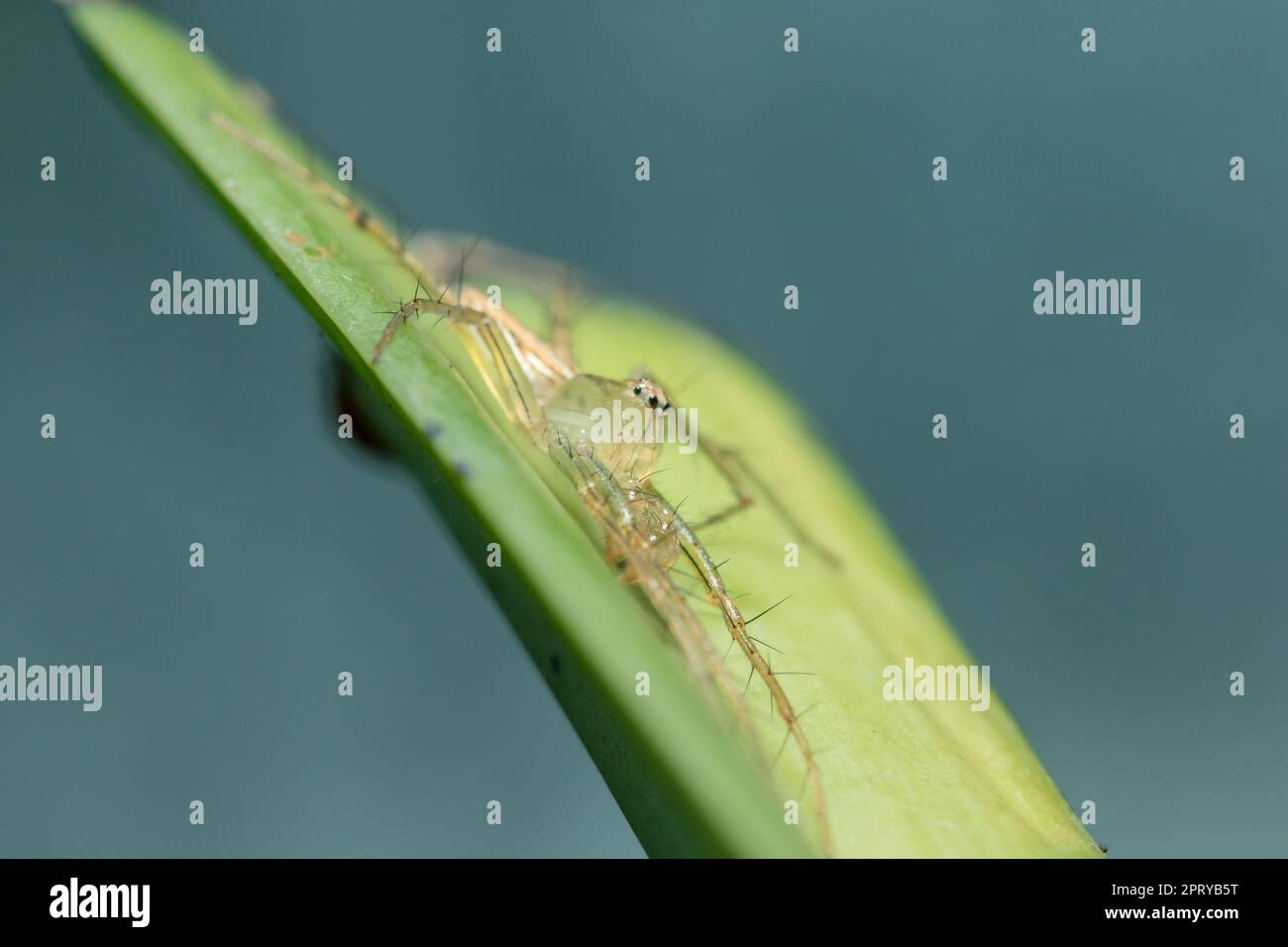 Oxyopes javanus Throll sulle foglie può saltare a prendere preda. Foto Stock