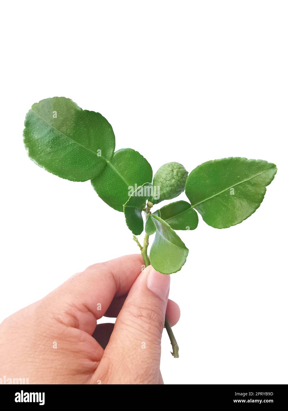 Mano che tiene fresco verde Kaffir Lime foglie isolate su sfondo bianco, ingerente per il cibo asiatico Foto Stock