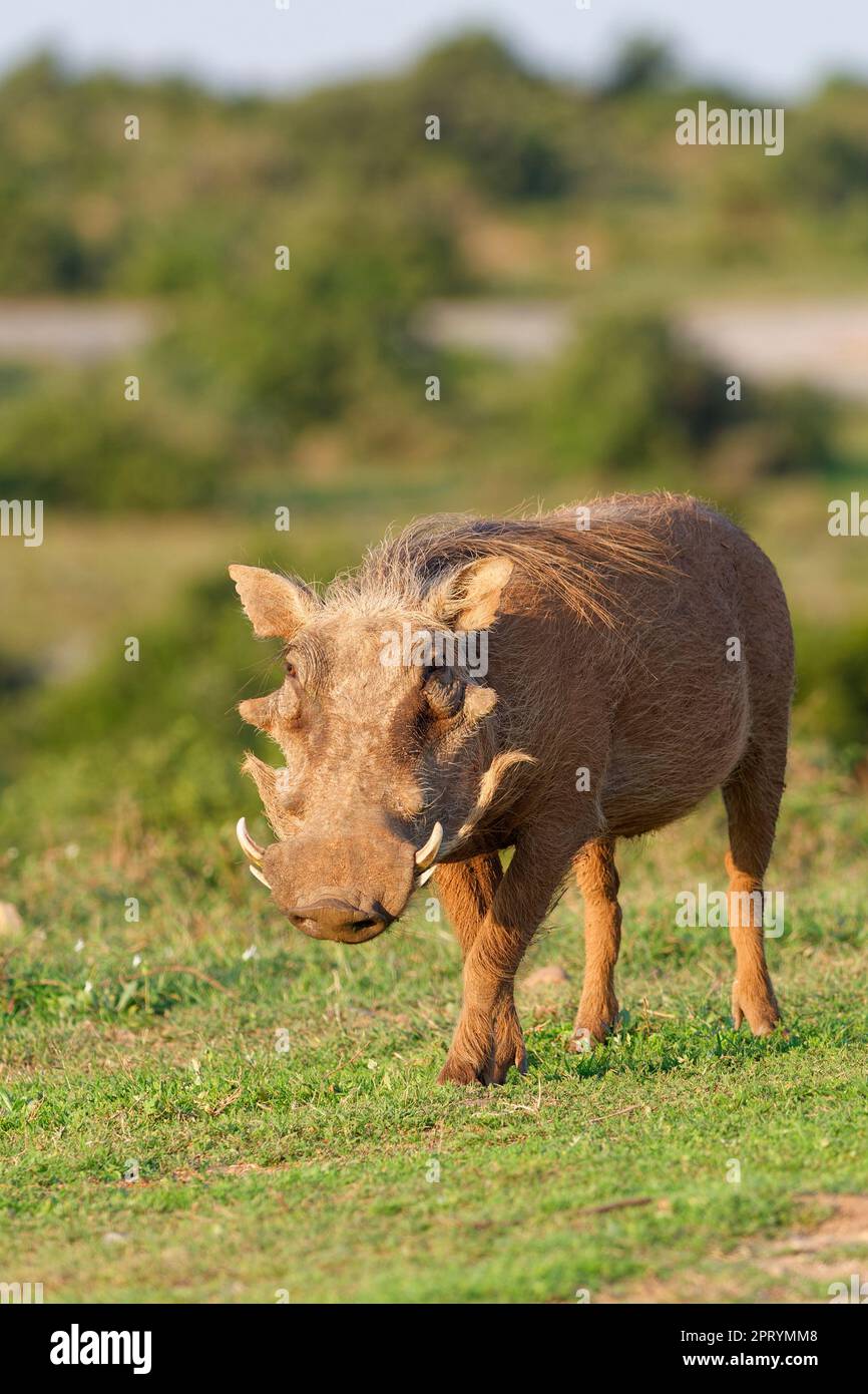 Warthog comune (Phacochoerus africanus), animale adulto che cammina lungo la strada, Addo Elephant National Park, Capo orientale, Sud Africa, Africa Foto Stock