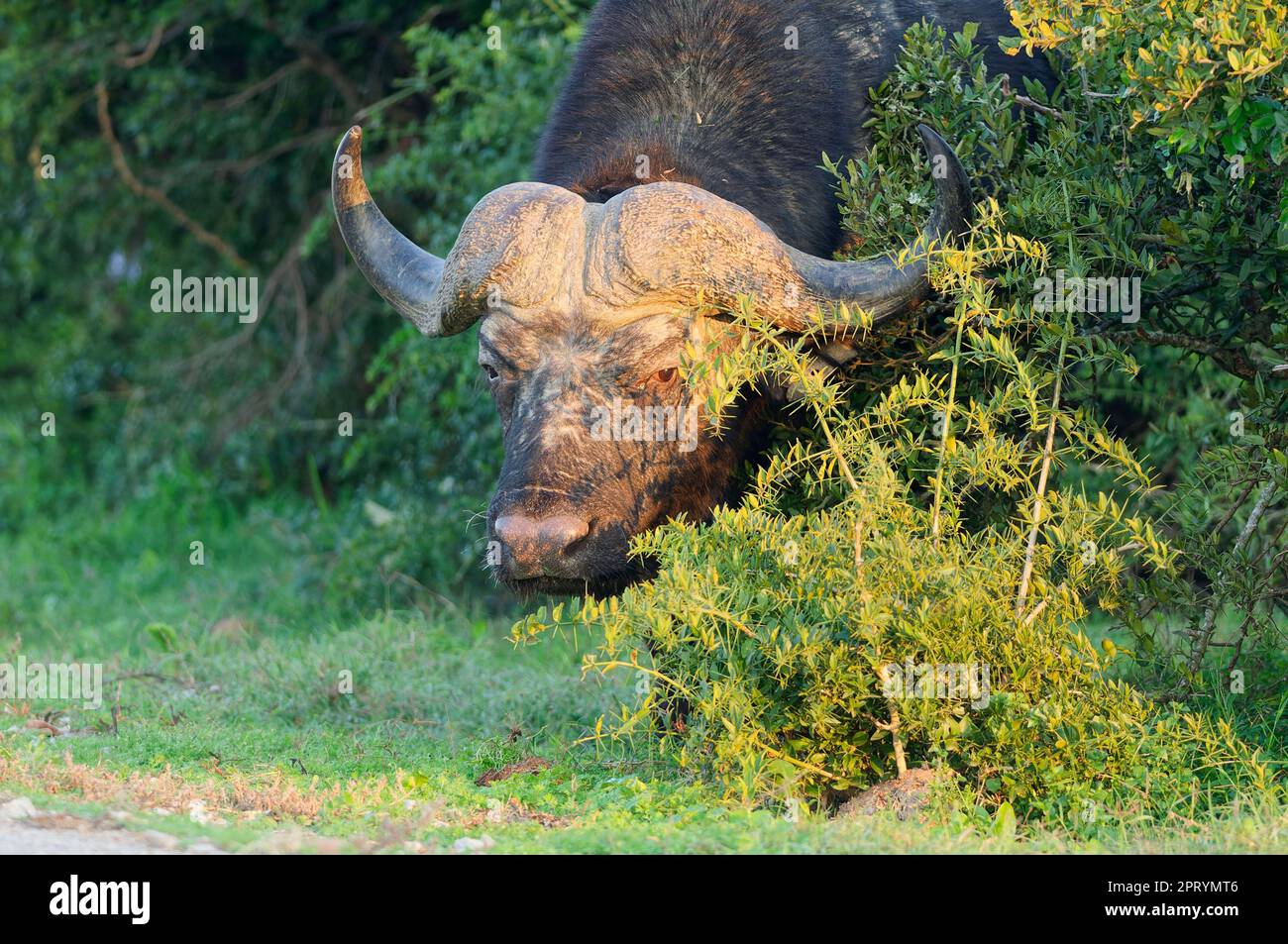 Capo bufalo (Syncerus caffer caffer), maschio adulto tra gli arbusti, illuminato dalla luce del mattino, allarme, Addo Elephant National Park, Capo orientale, Foto Stock