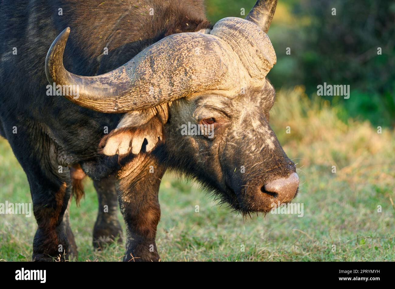 Capo bufalo (Syncerus caffer caffer), foraggio maschio adulto, illuminato dalla luce del mattino, primo piano di testa e corna, ritratto animale, Addo Elephant NP, Foto Stock