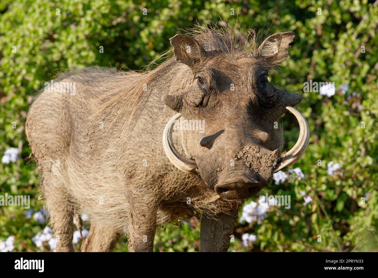 Warthog comune (Phacochoerus africanus), adulto con fango secco sulla macchina fotografica di fronte muso, ritratto animale, Addo Elephant National Park, Capo orientale, Foto Stock