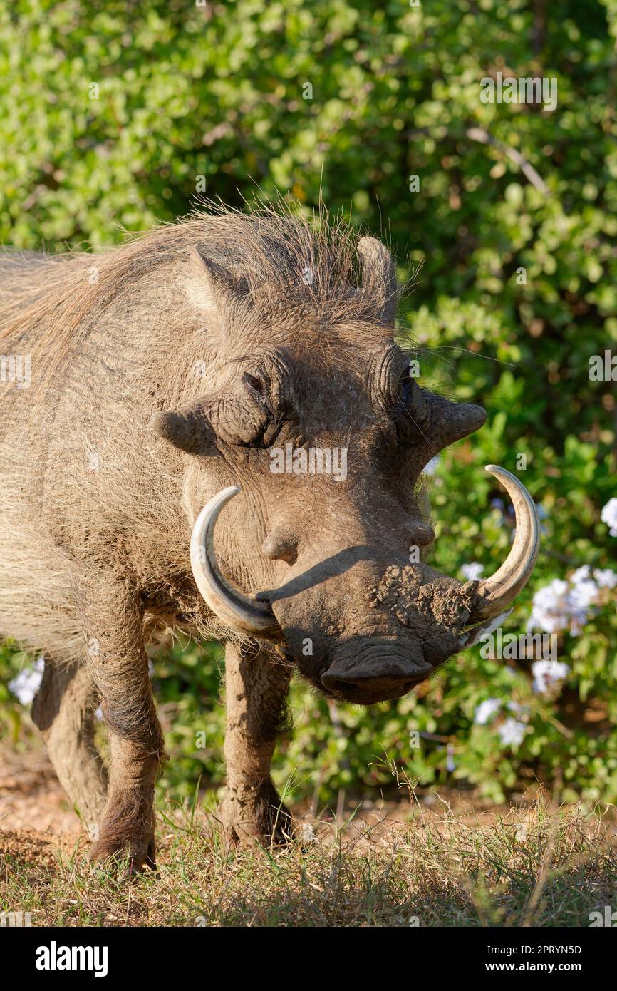 Warthog comune (Phacochoerus africanus), adulto con fango secco sul muso in praterie di fronte macchina fotografica, ritratto animale, Parco Nazionale degli Elefanti Addo, Foto Stock