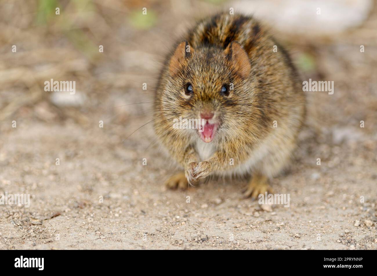 Mouse a quattro righe (Rhabdomys pumilio), adulto, in piedi su due gambe di fronte alla macchina fotografica, bocca aperta, ritratto animale, Addo Elephant National Park, Foto Stock