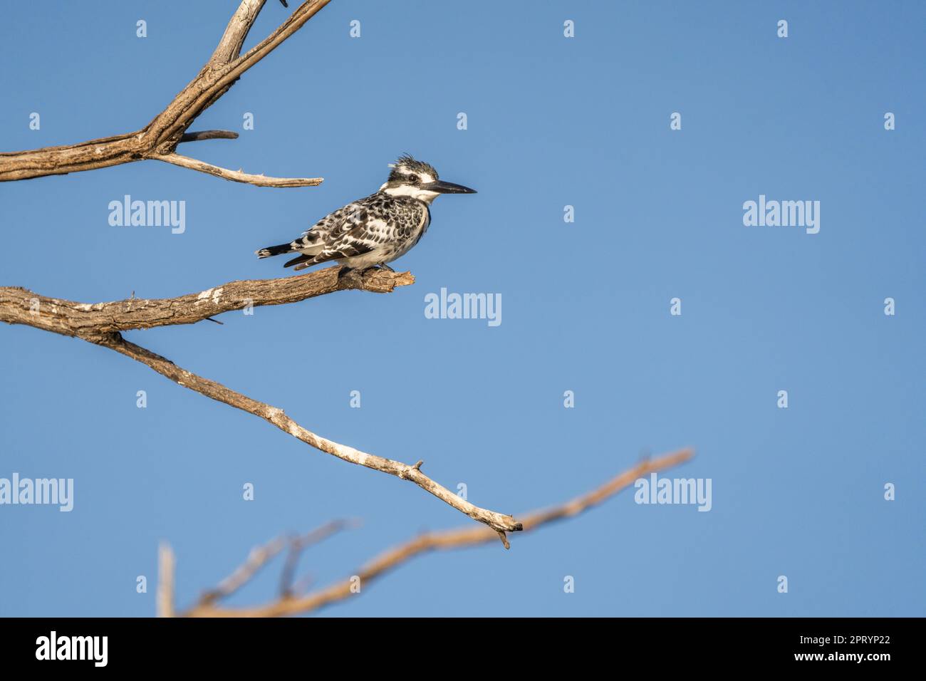 Pied Kingfisher, Ceryle rudis, arroccato su un ramo di albero morto. Uccello bianco nero. Fiume Kwando, Parco Nazionale di Bwabwata, Namibia, Africa Foto Stock