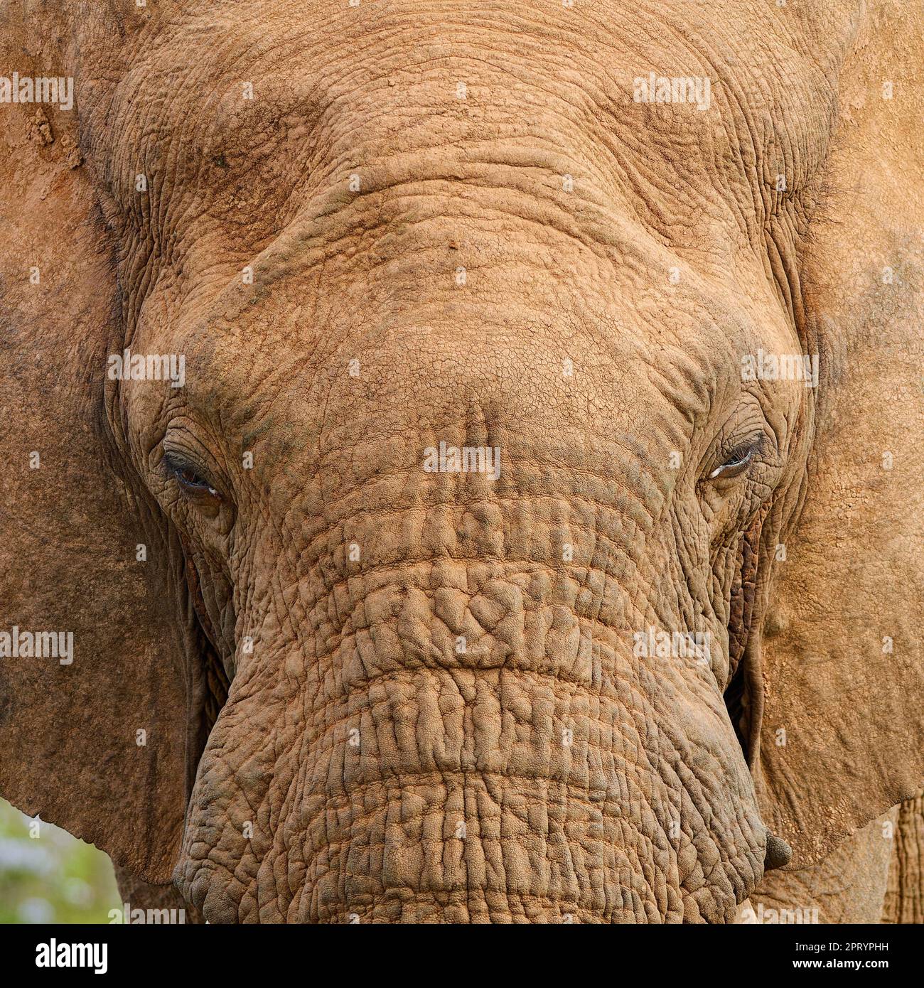 Elefante africano (Loxodonta africana), macchina fotografica per adulti rivolta verso il maschio, primo piano della testa, ritratto animale, dettaglio, Parco Nazionale degli elefanti di Addo, Foto Stock