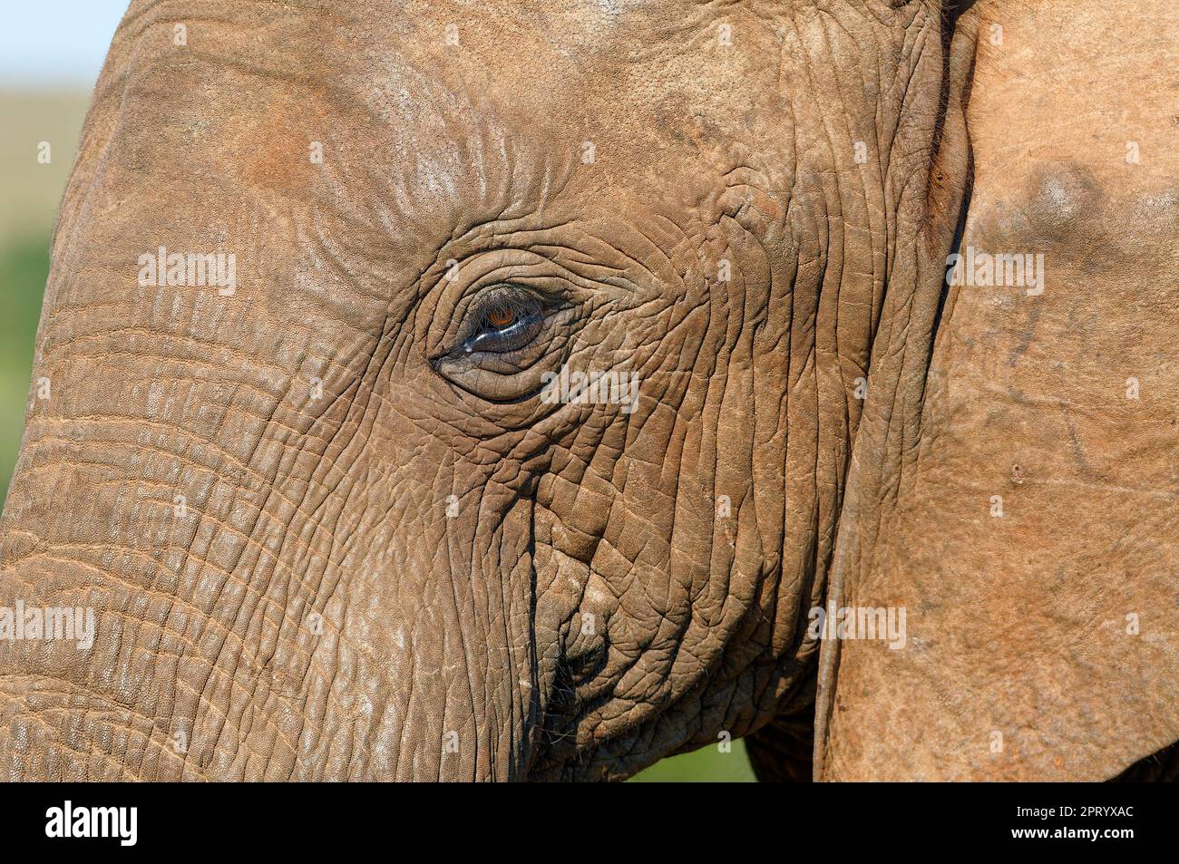 Elefante africano (Loxodonta africana), adulto maschio, primo piano della testa, ritratto animale, dettaglio, Addo Elephant National Park, Capo orientale, Foto Stock