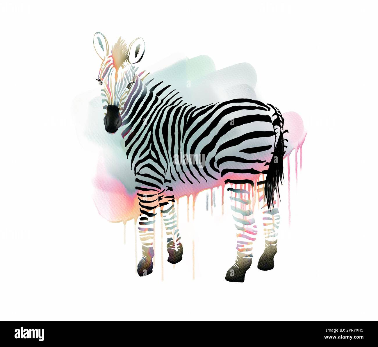 Elegante Zebra con strisce colorate e colori acquerelli Foto Stock