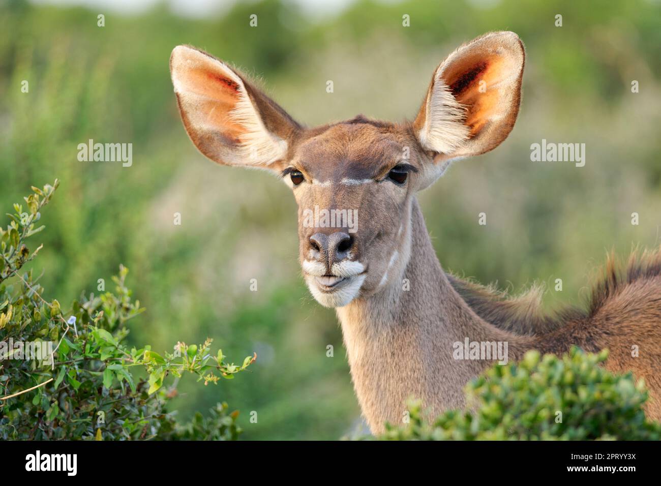 Greater kudu (Tragelaphus strepsiceros), donna adulta in piedi dietro i cespugli, colpo di testa, Addo Elephant National Park, Eastern Cape, Sudafrica, Foto Stock