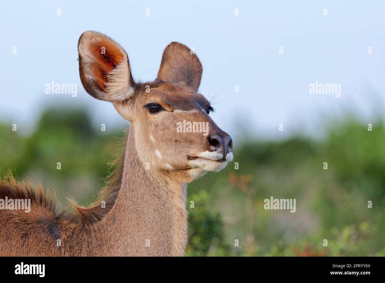 Greater kudu (Tragelaphus strepsiceros), donna adulta, ritratto animale, Addo Elephant National Park, Capo Orientale, Sudafrica, Africa Foto Stock