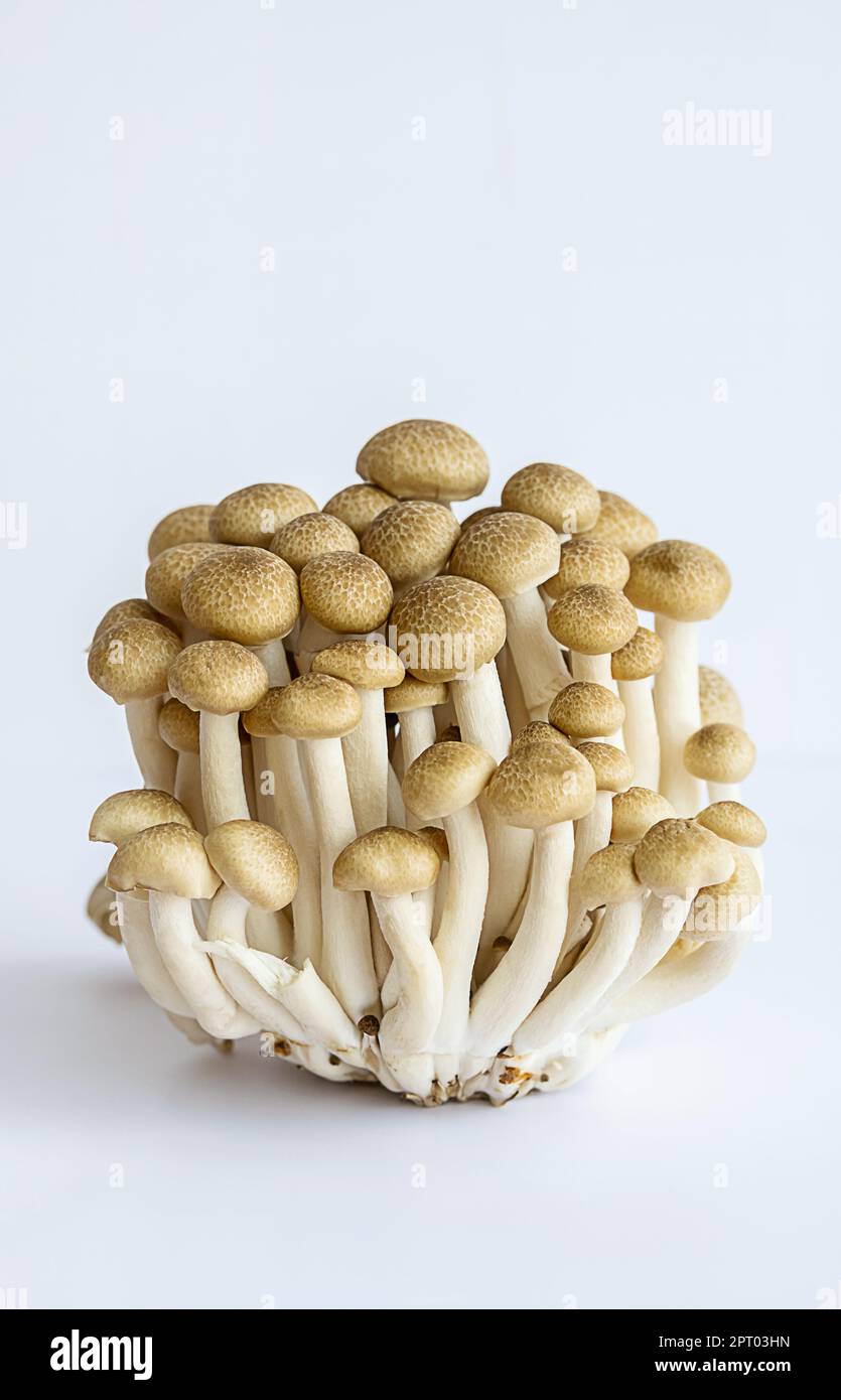 Funghi Shimeji su bianco. Foto Stock