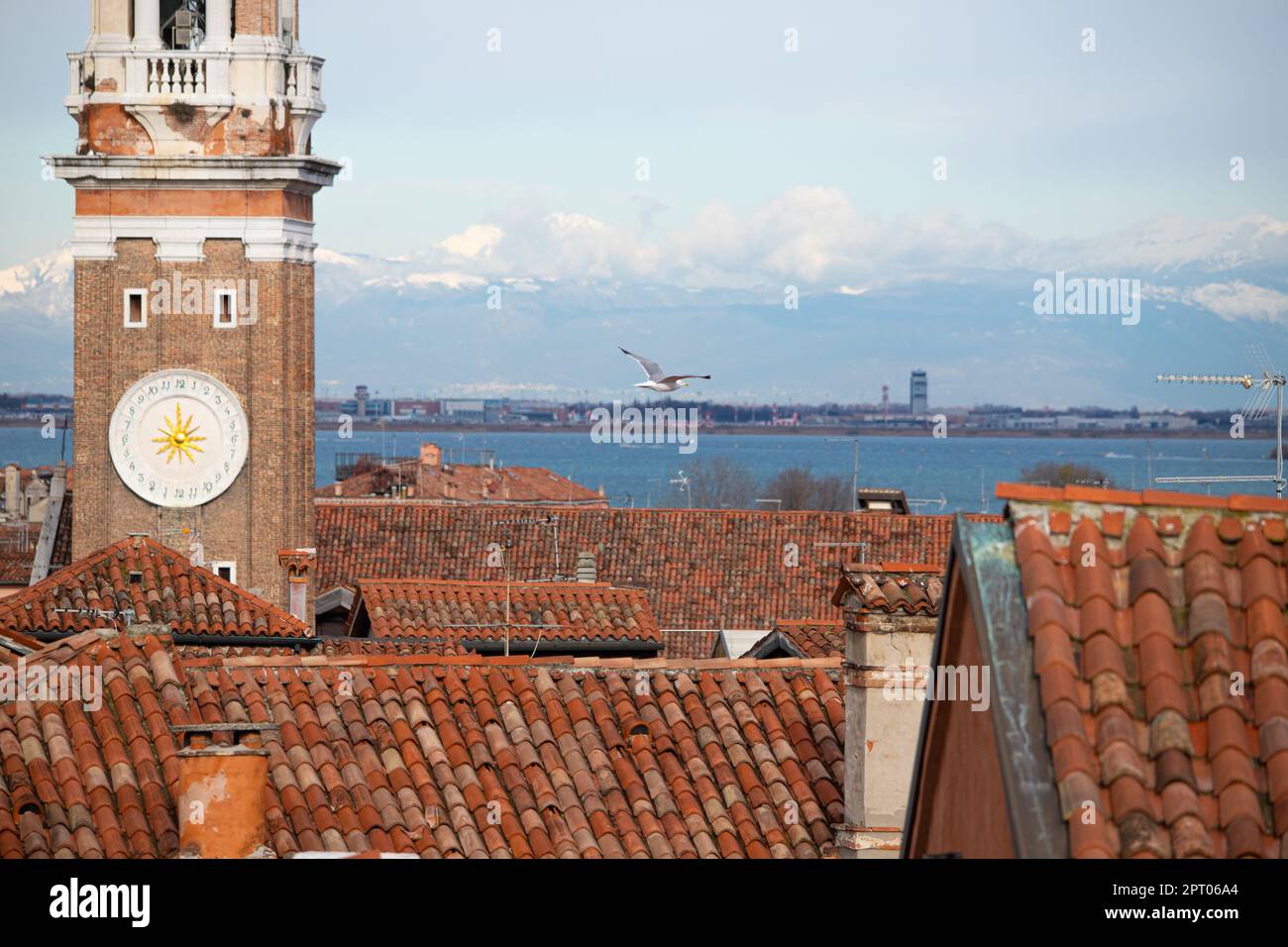 Gabbiano volando da Venezia in direzione della neve in montagna Foto Stock
