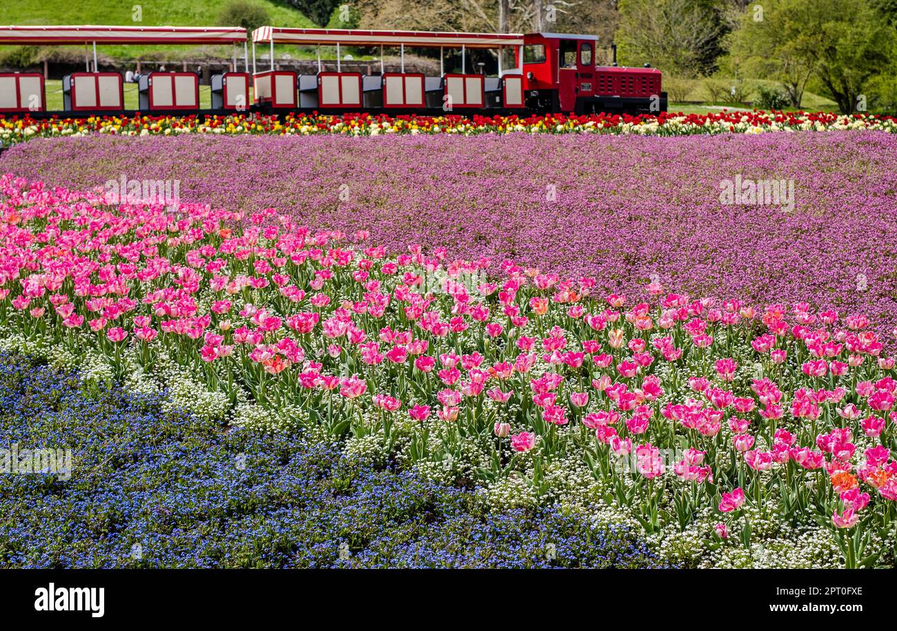 Stoccarda, Germania. 27th Apr, 2023. Nella Höhenpark Killesberg fioriscono numerosi fiori con il bel tempo, mentre la Killesbergbahn passa sullo sfondo. Il Höhenpark Killesberg è uno degli spazi verdi più belli della Germania meridionale. L'ex sede dell'esposizione orticola internazionale del 1993 ha una superficie di circa 50 ettari. Credit: Christoph Schmidt/dpa/Alamy Live News Foto Stock