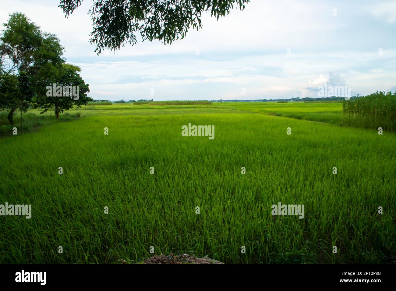 Bellissimi campi di riso verdi con cieli nuvolosi contrastanti Foto Stock