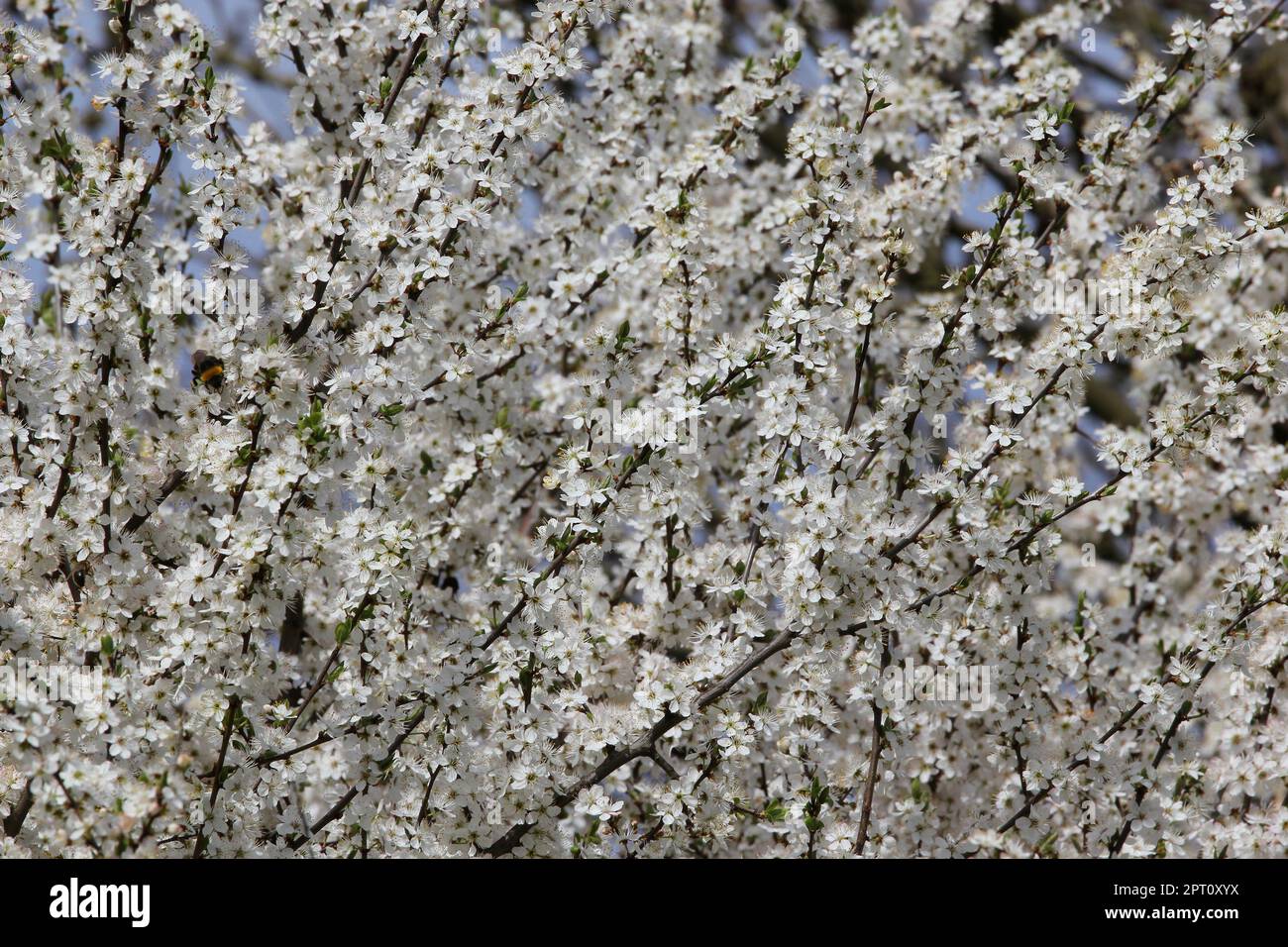 Schlehe, Blütenzweige vor blauem Himmel, im Hochsauerland Foto Stock