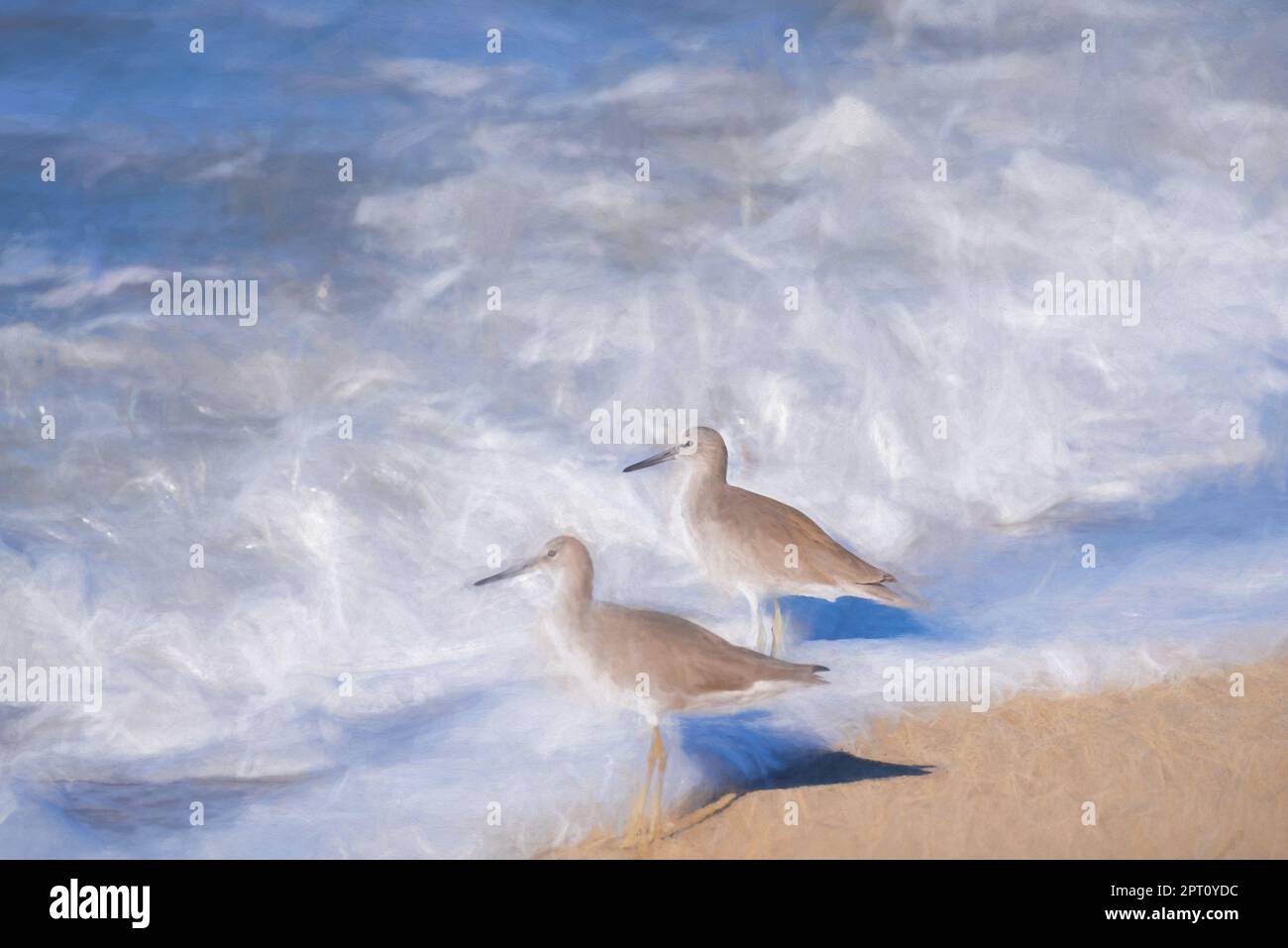 Pittura digitale di due comuni sandpipers che guado in mare su una spiaggia in Messico. Foto Stock