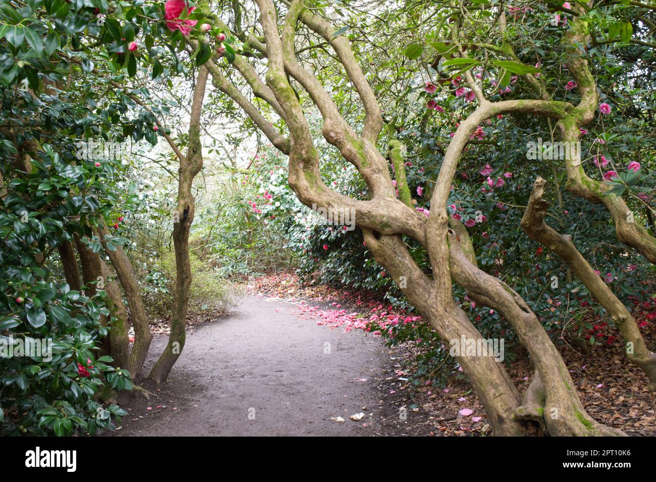 Percorso tra piante di camelia fiorite primaverili a Kingston Lacy Garden Hampshire UK April Foto Stock